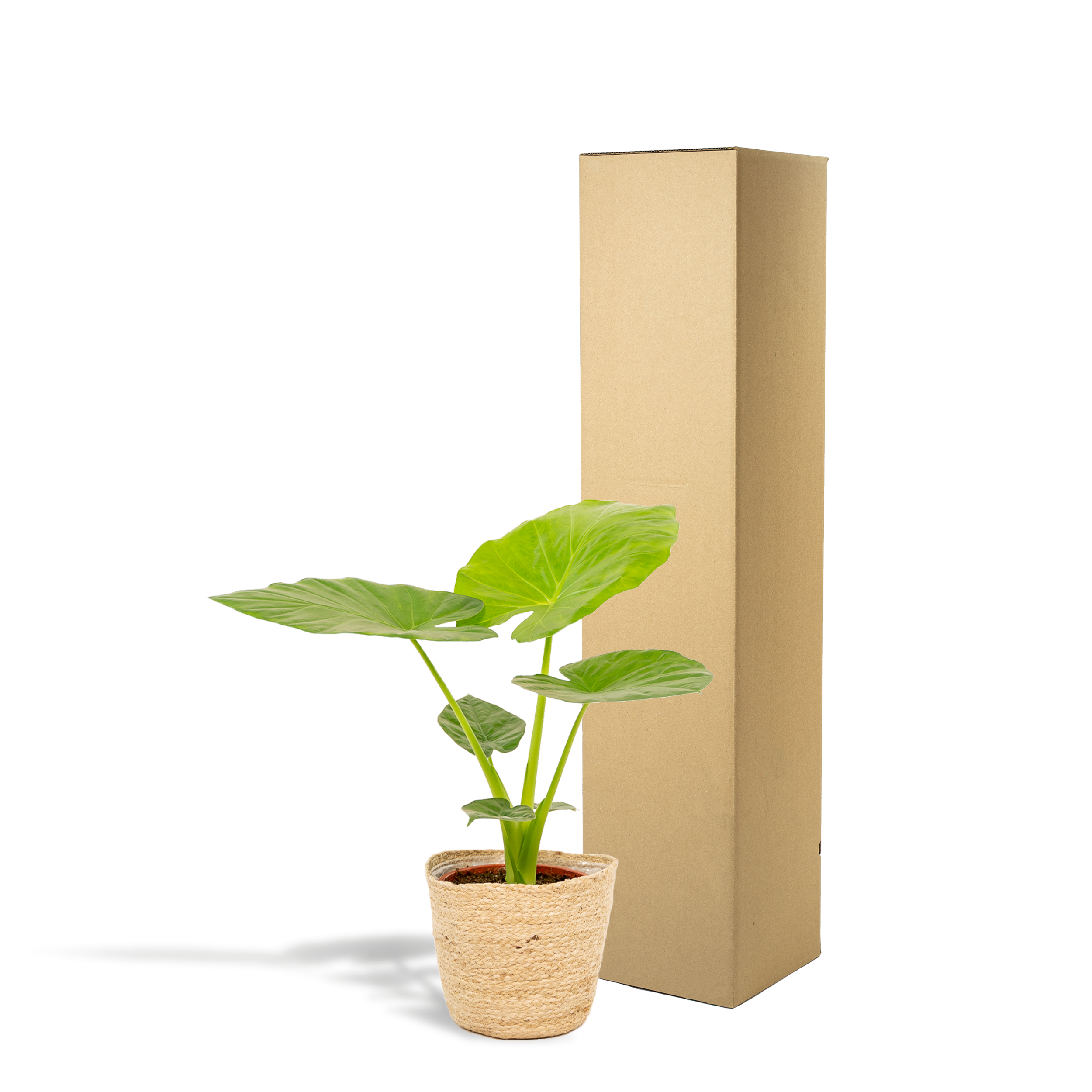 Alocasia Macrorrhiza - Mand Selin (8720634289566)