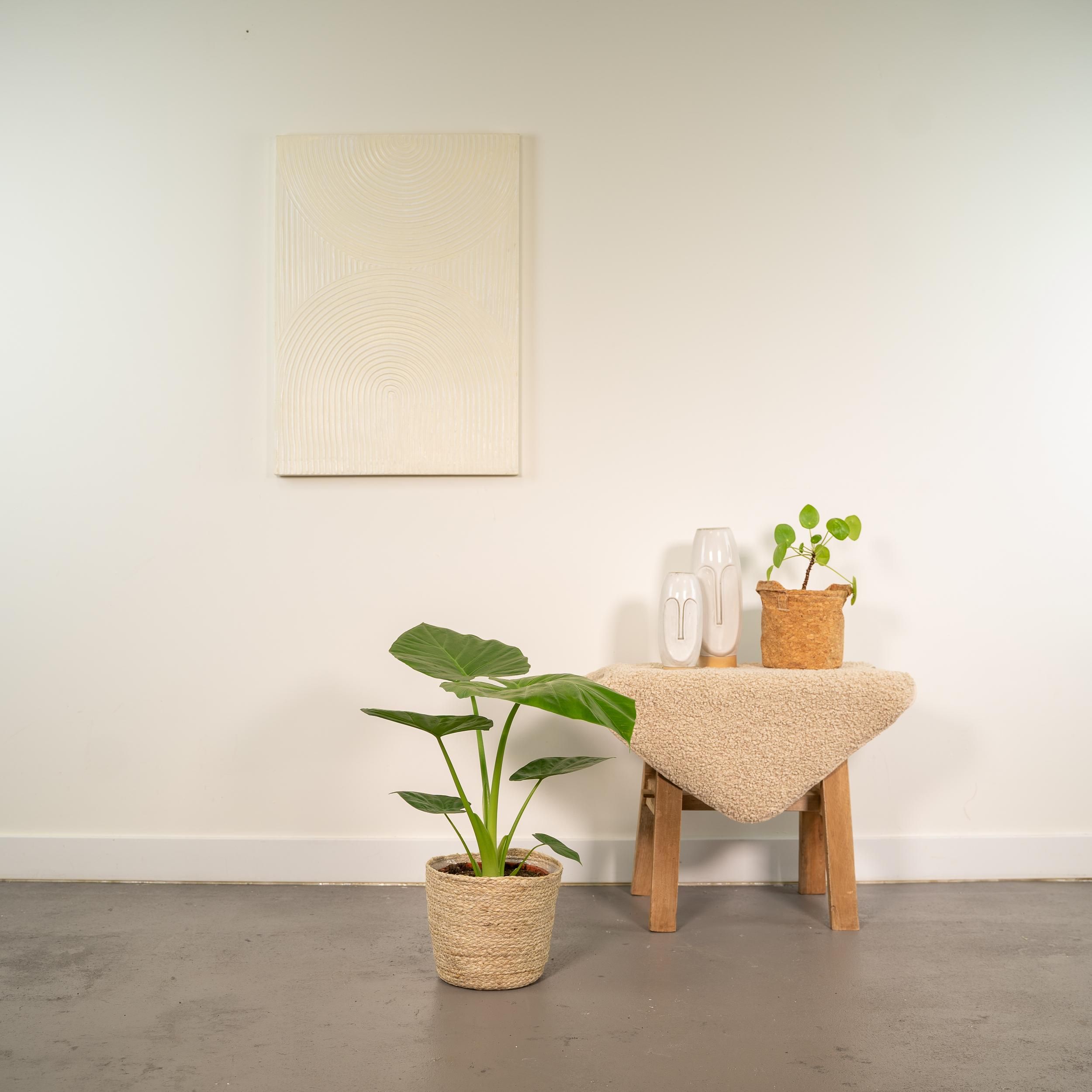 Alocasia Macrorrhiza - Mand Selin (8720634289566)