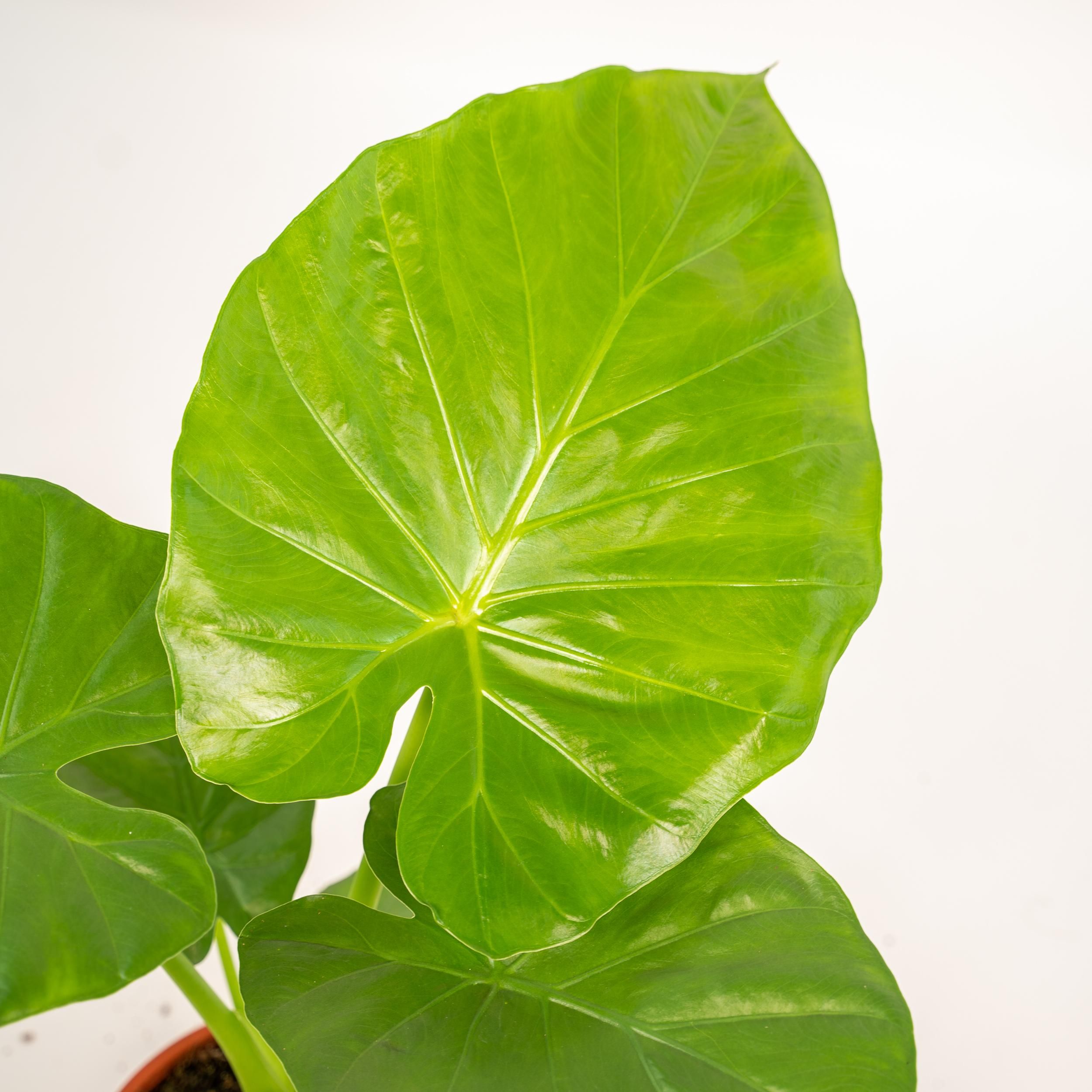 Alocasia Macrorrhiza - Mand Selin (8720634289566)