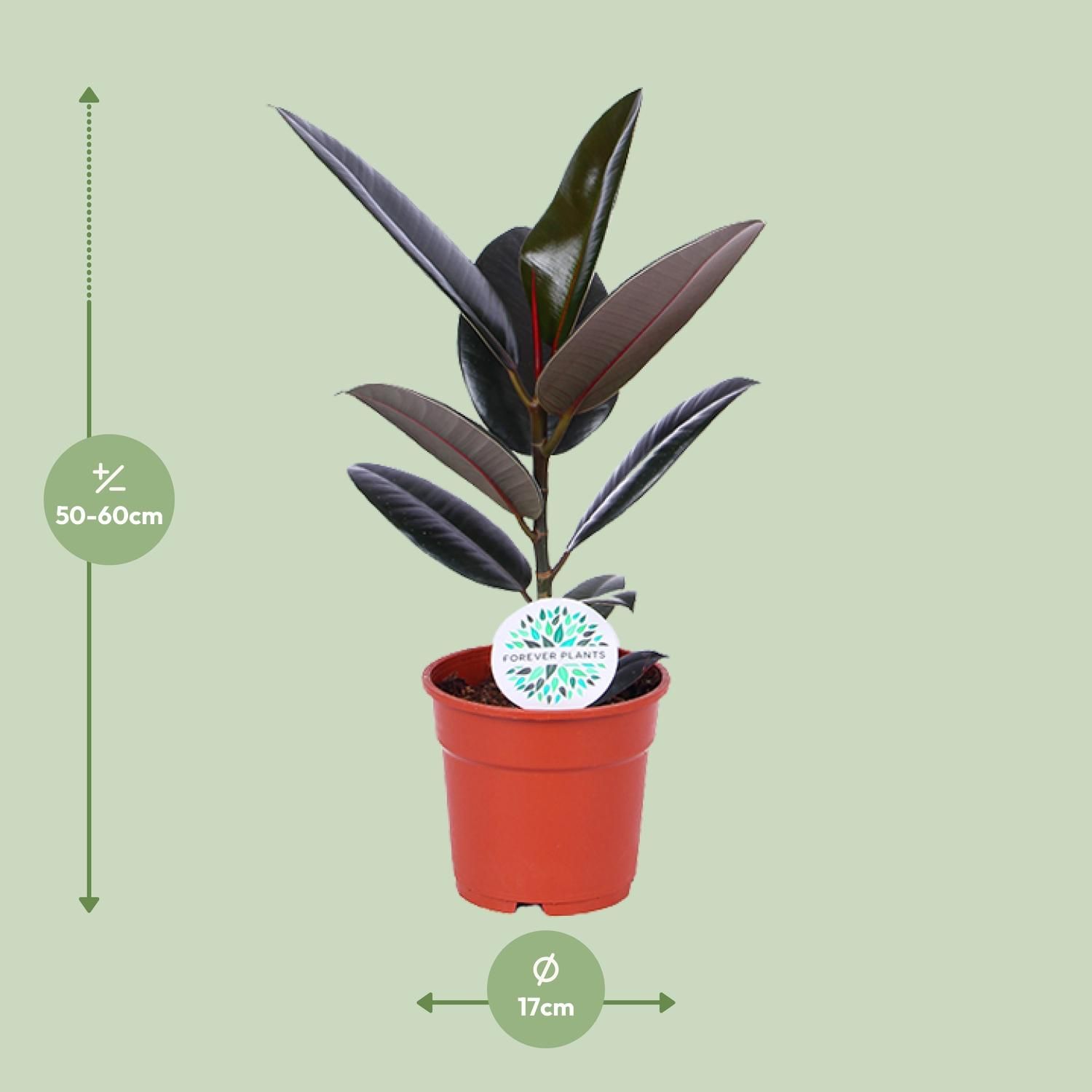 Ficus Elastica Abidjan (15819)