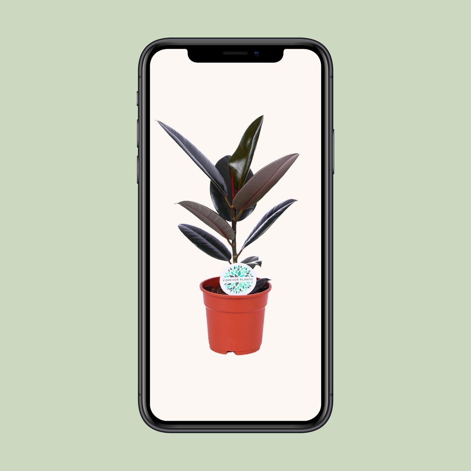 Ficus Elastica Abidjan (15819)