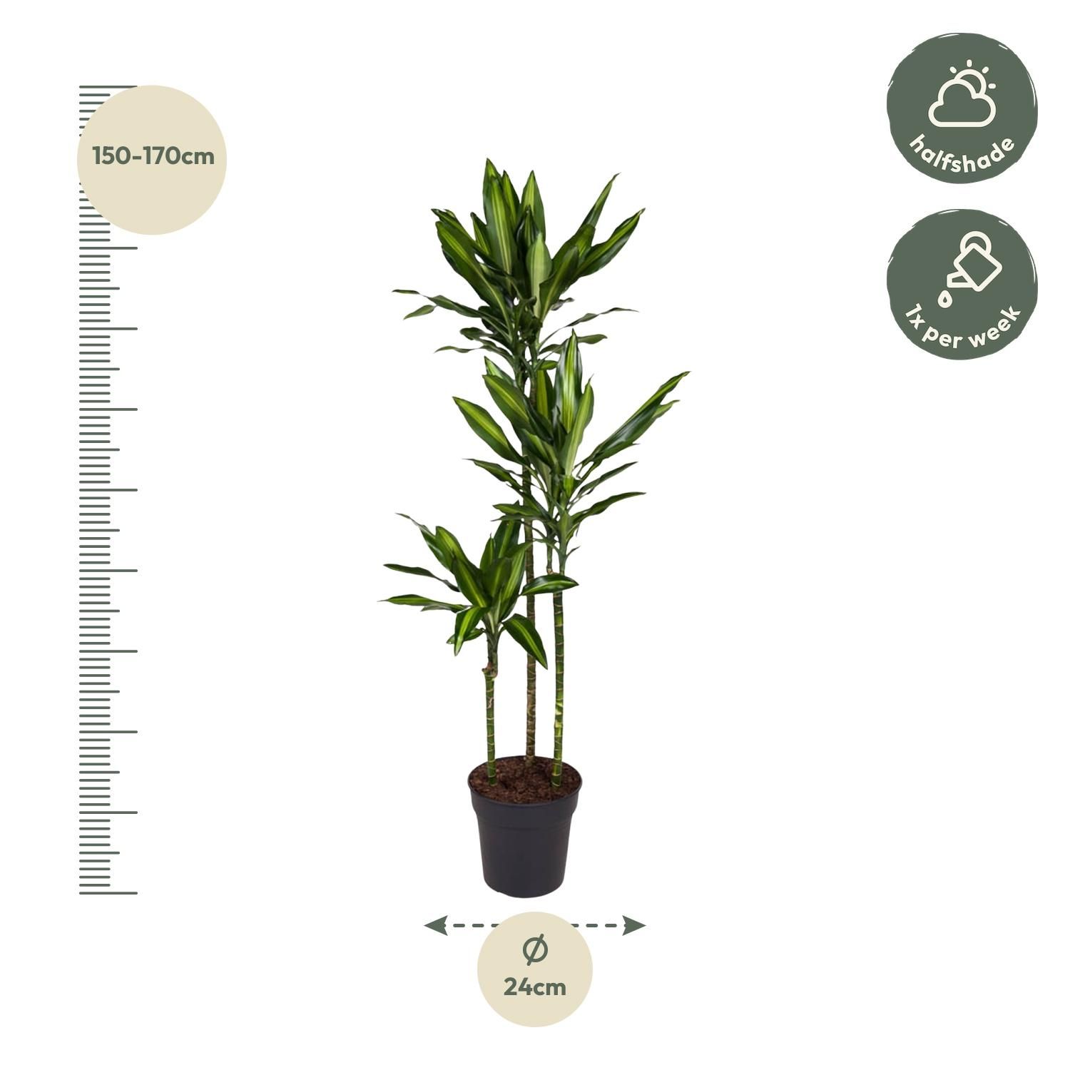 Dracaena Cintho - 160 cm - ø24 (8721055692232)