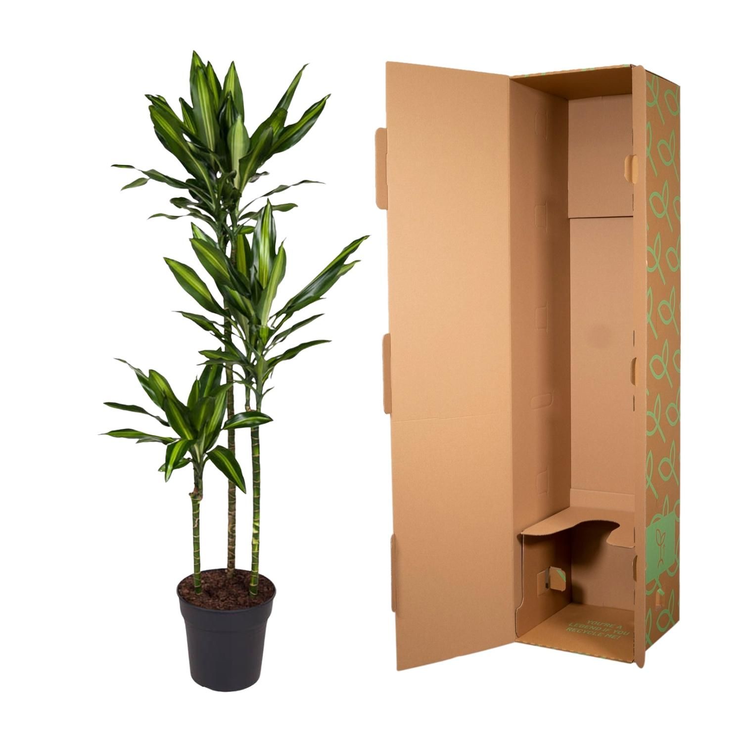 Dracaena Cintho - 160 cm - ø24 (8721055692232)