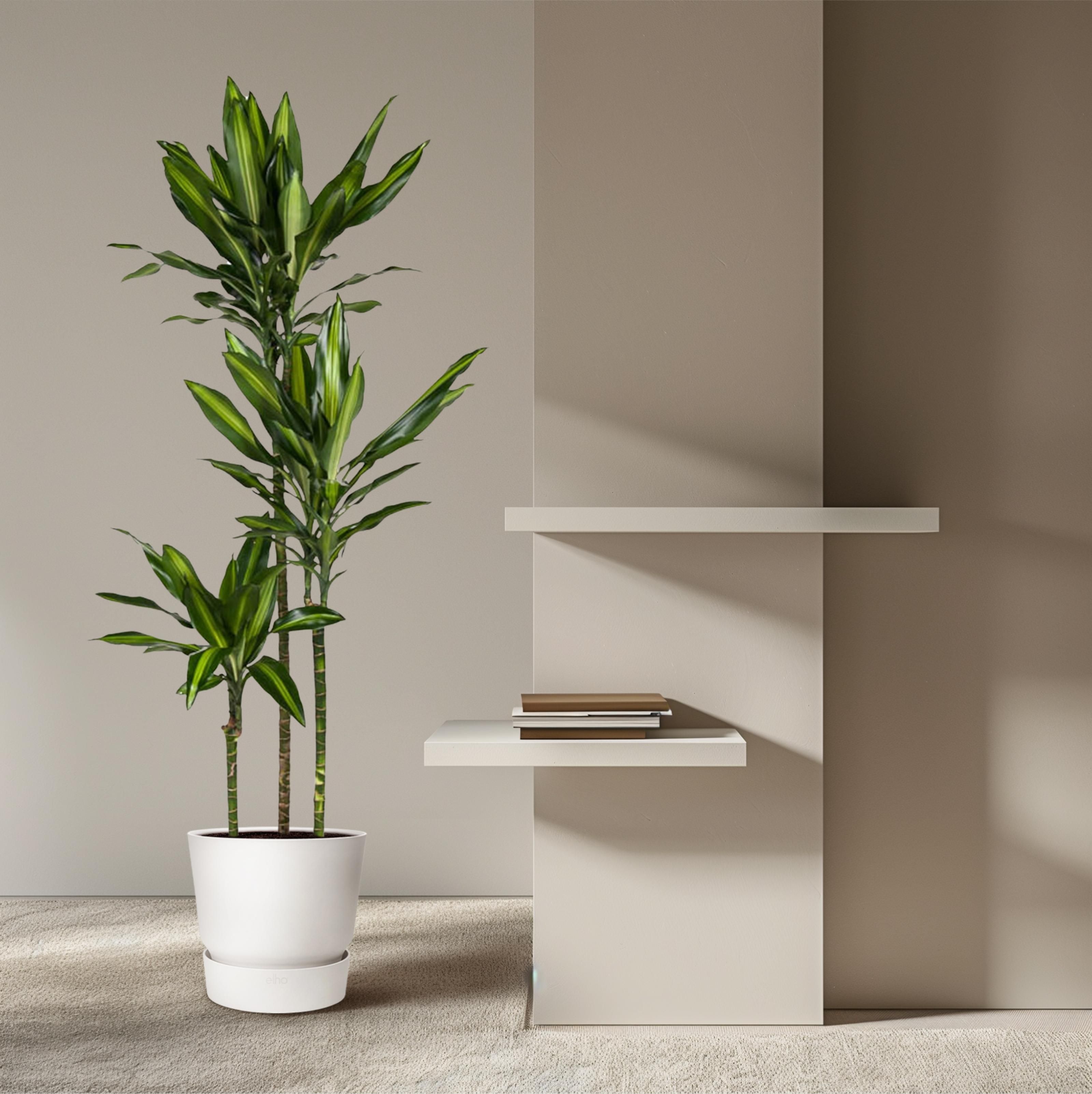 Dracaena Cintho - 160 cm - ø24 (8721055692232)