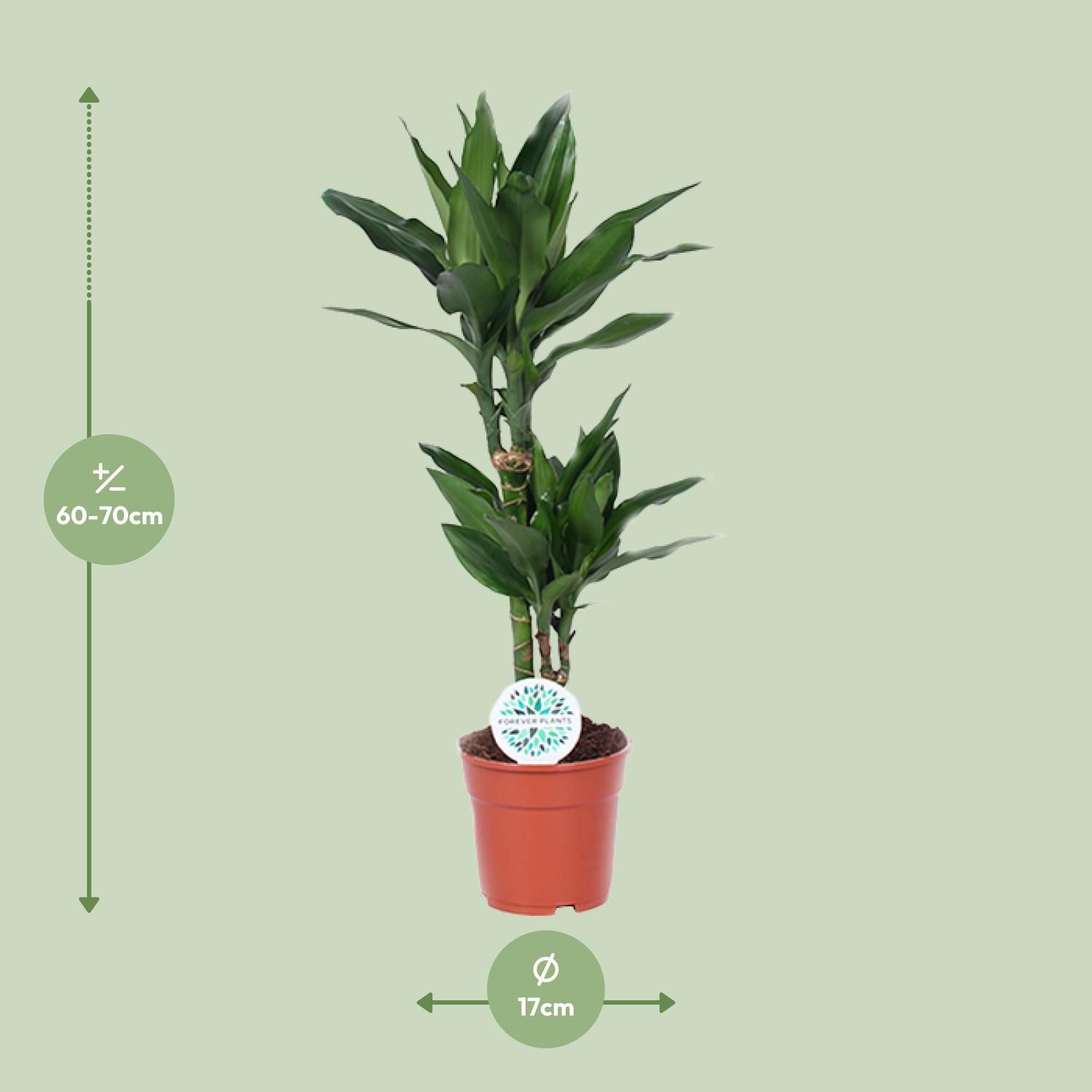 Dracaena Janet Lind (15995)