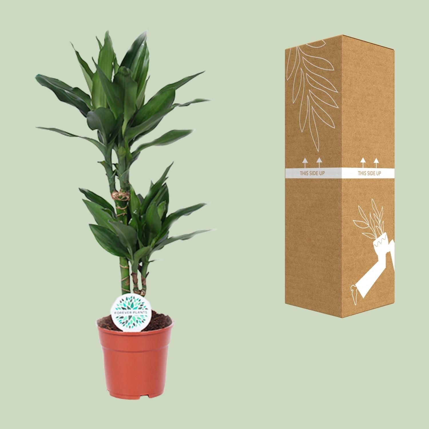 Dracaena Janet Lind (15995)