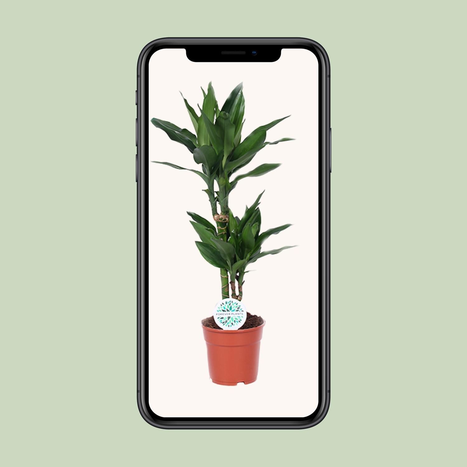 Dracaena Janet Lind (15995)