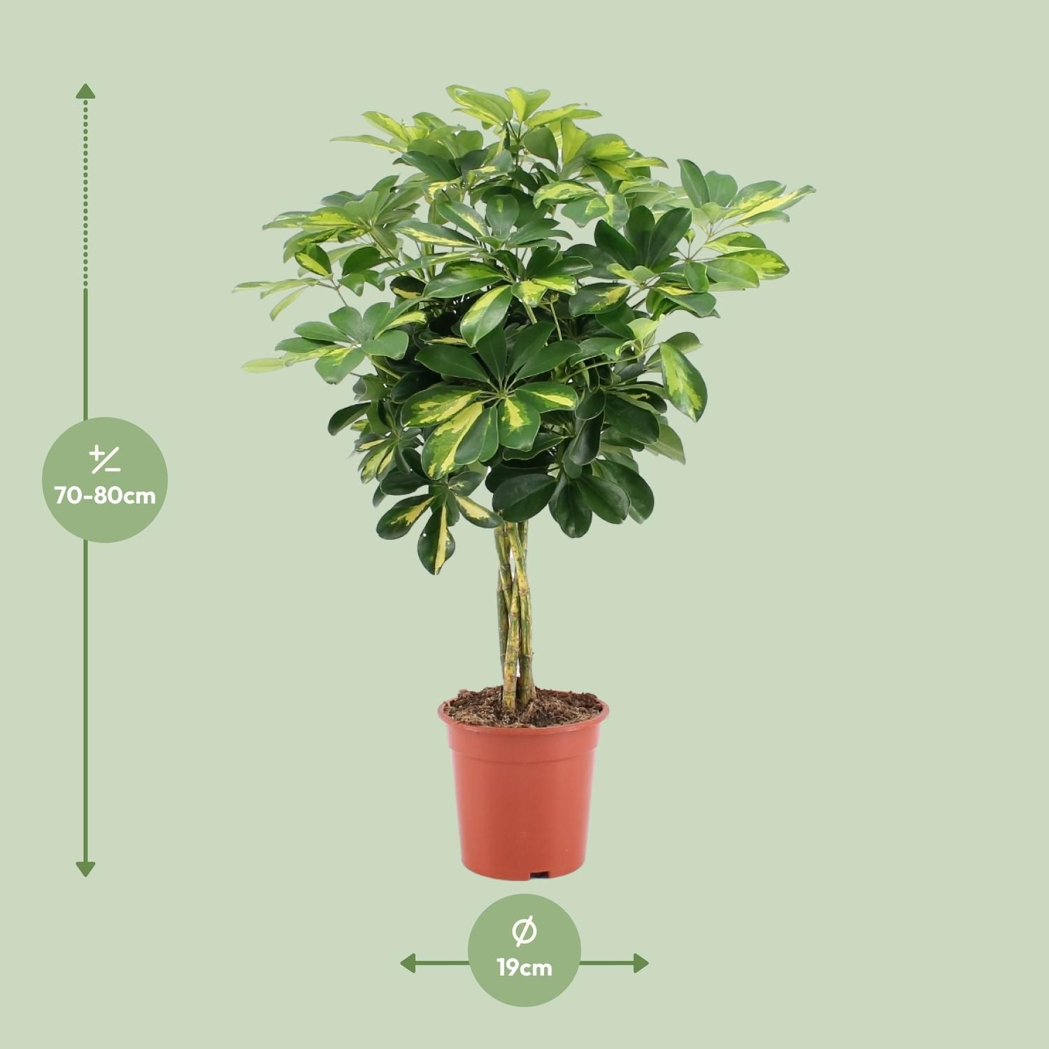 Schefflera Arboricola Gold Capella (20649)