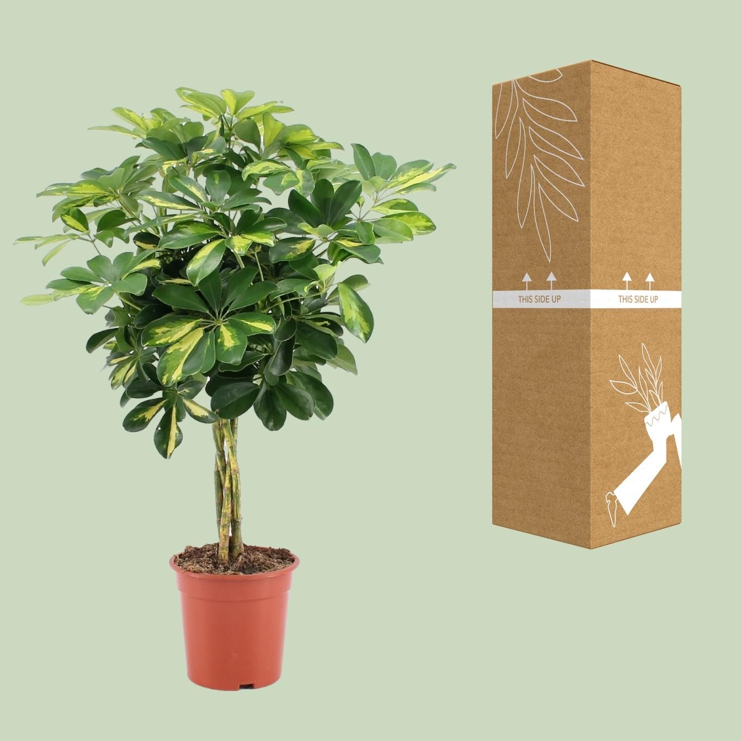 Schefflera Arboricola Gold Capella (20649)