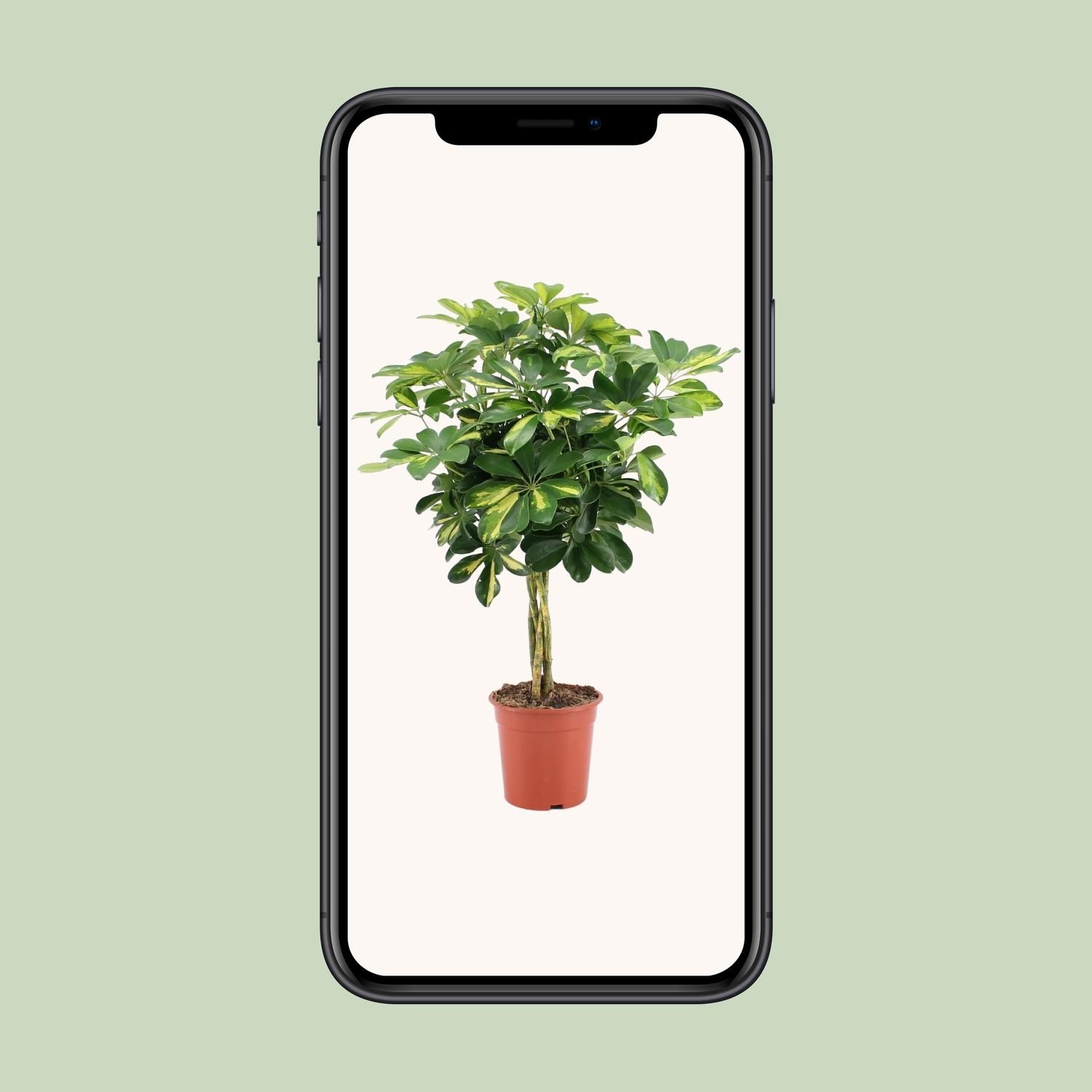Schefflera Arboricola Gold Capella (20649)