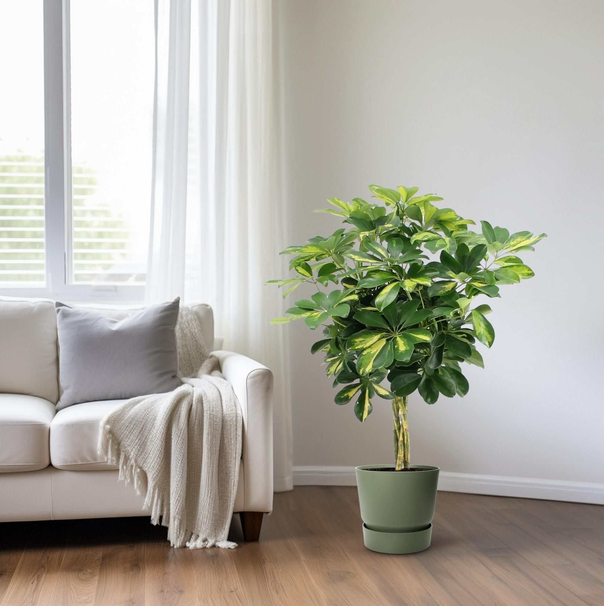 Schefflera Arboricola Gold Capella (20649)