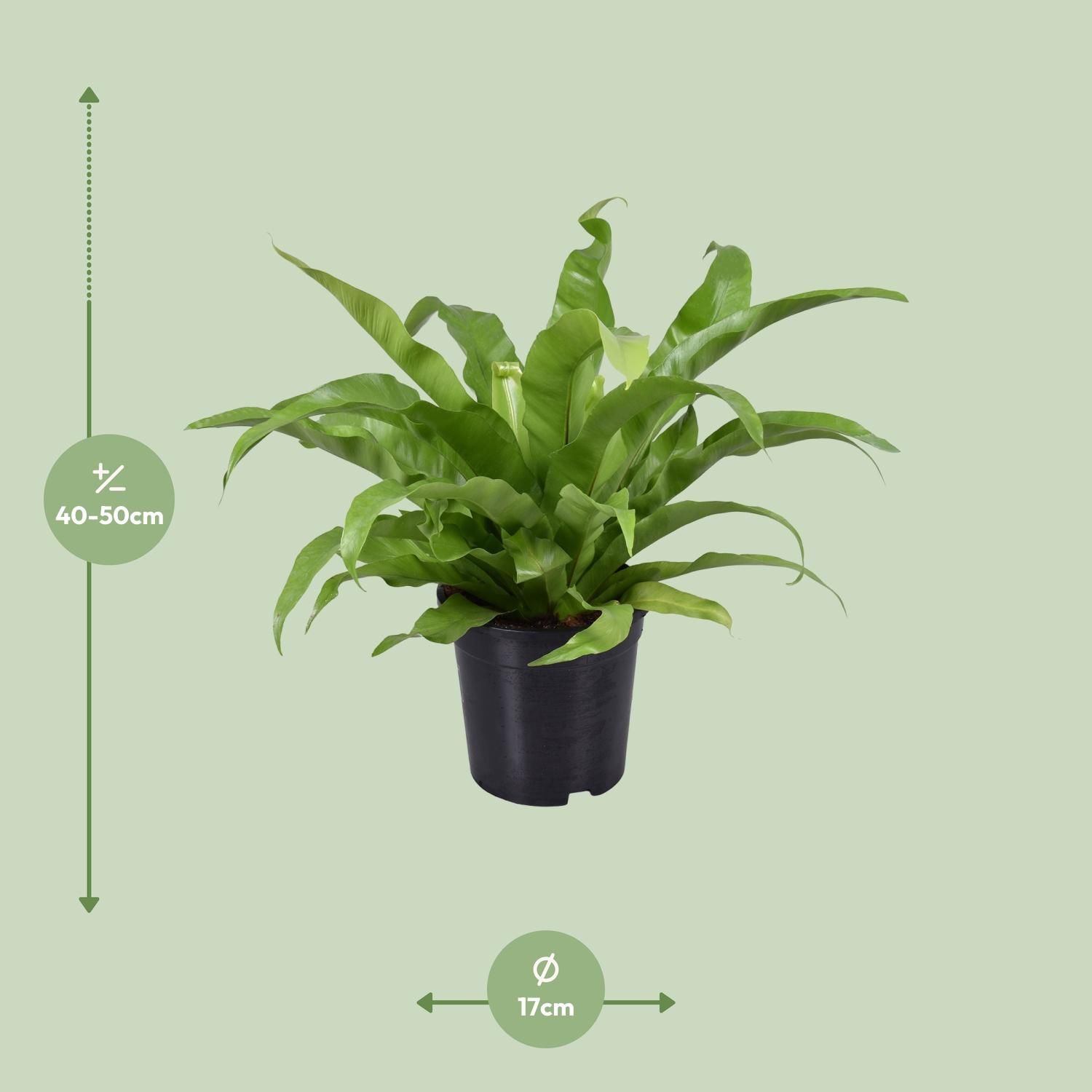 Asplenium Antiquum (9725)