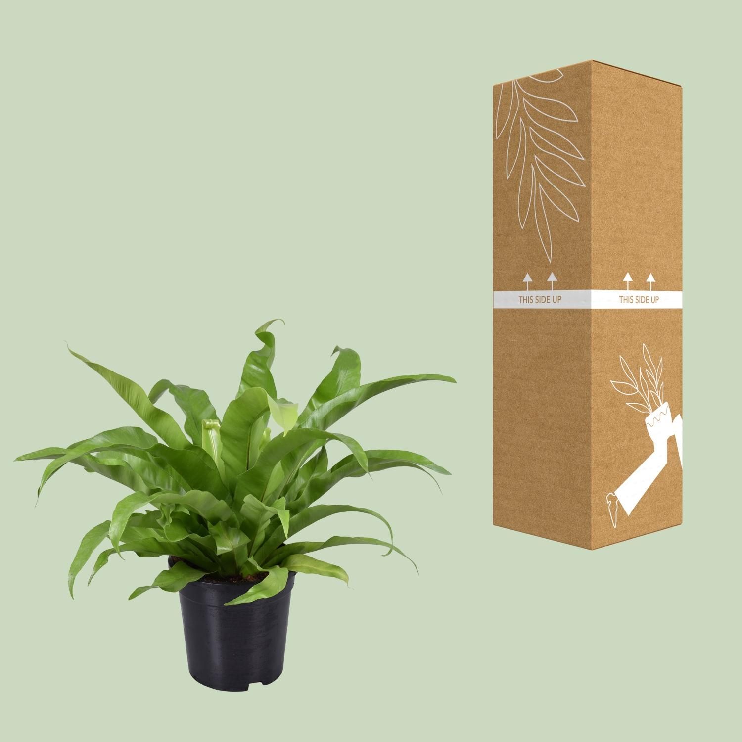 Asplenium Antiquum (9725)