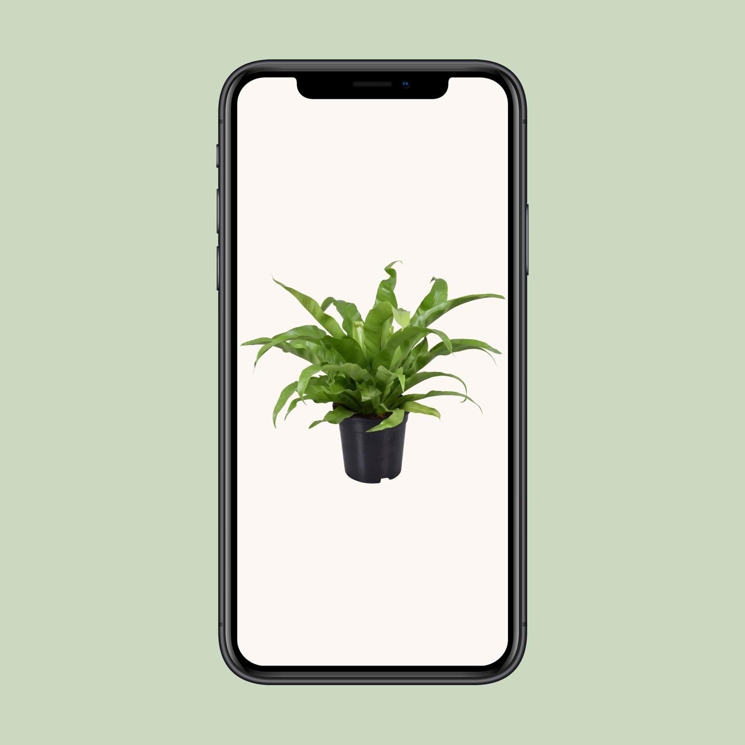 Asplenium Antiquum (9725)