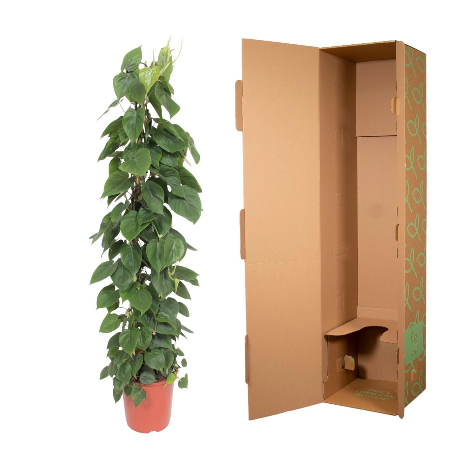 Philodendron Scandens gaasrek - 150 cm - ø27 (8721055691235)