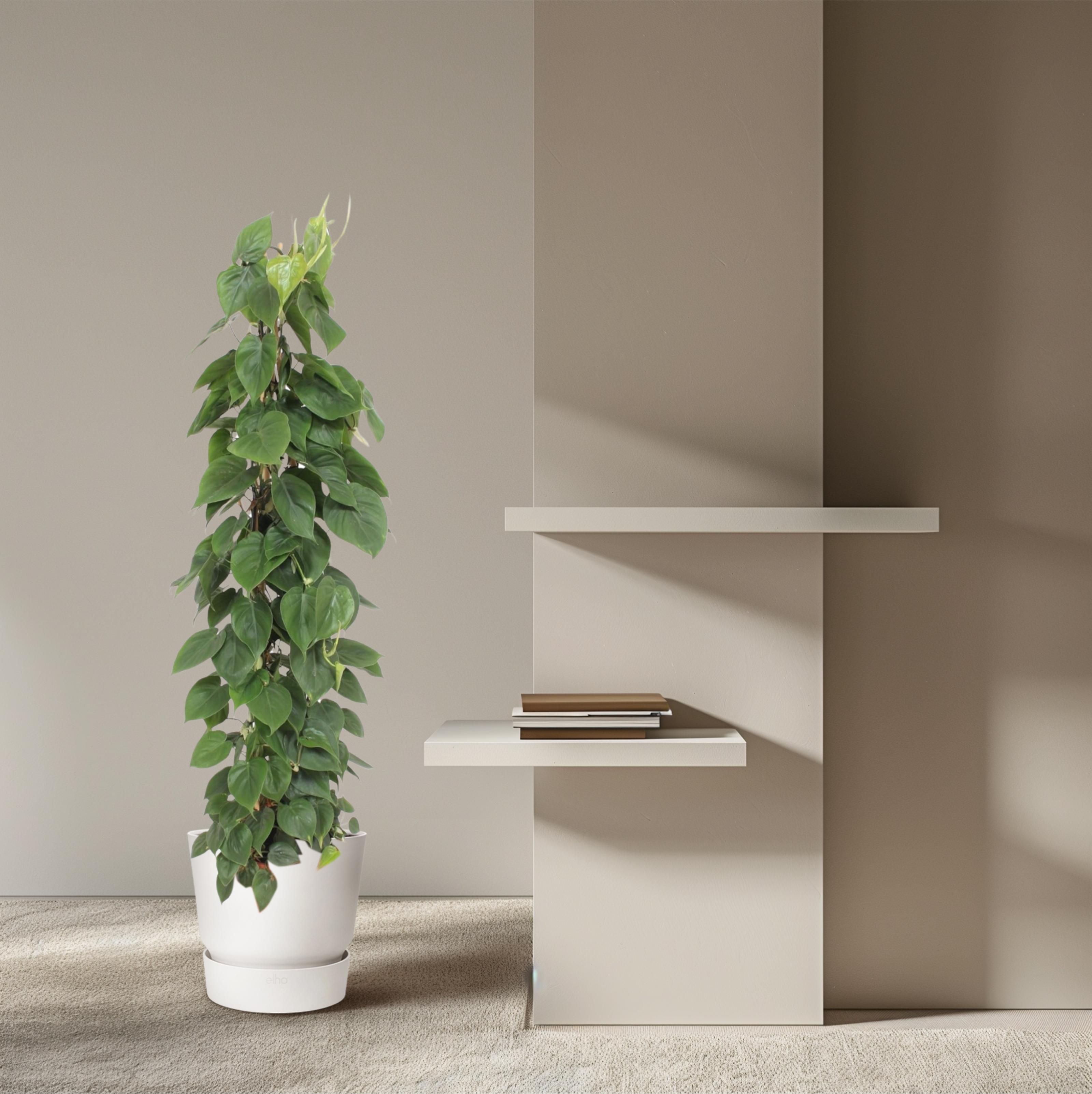 Philodendron Scandens gaasrek - 150 cm - ø27 (8721055691235)