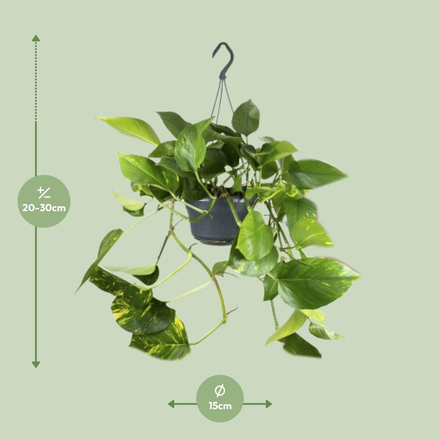 Epipremnum Aureum (8720634284462)