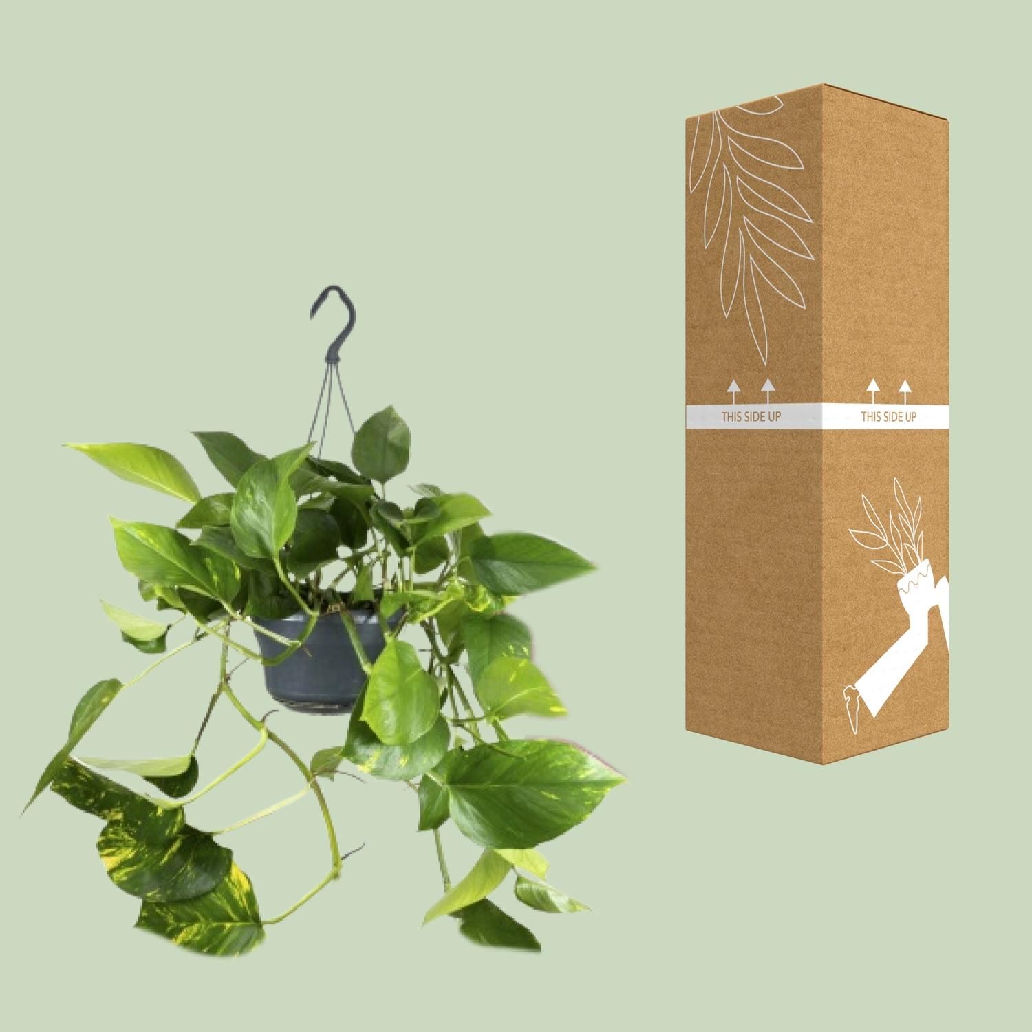 Epipremnum Aureum (8720634284462)