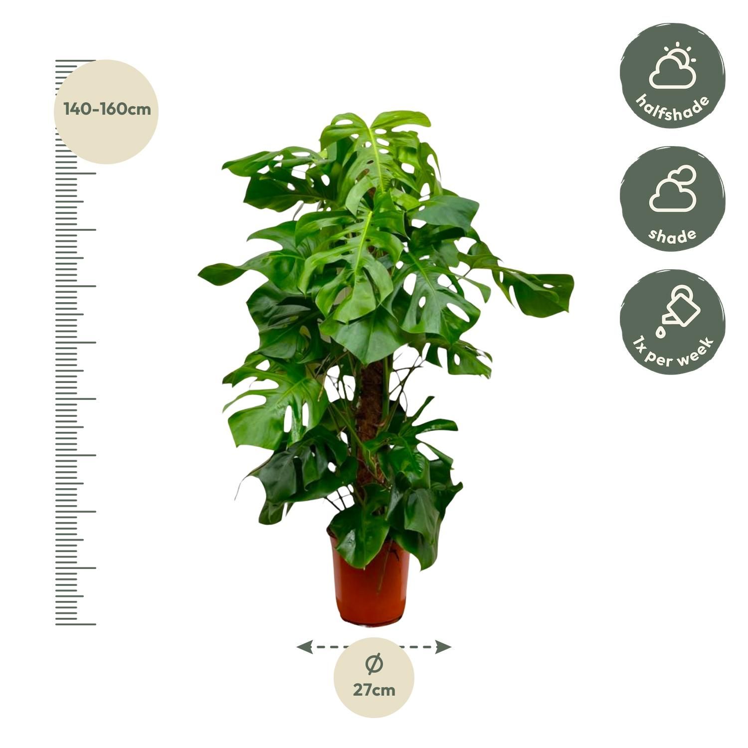 Monstera Deliciosa XXL - 150cm - ⌀27 (8721055693659)