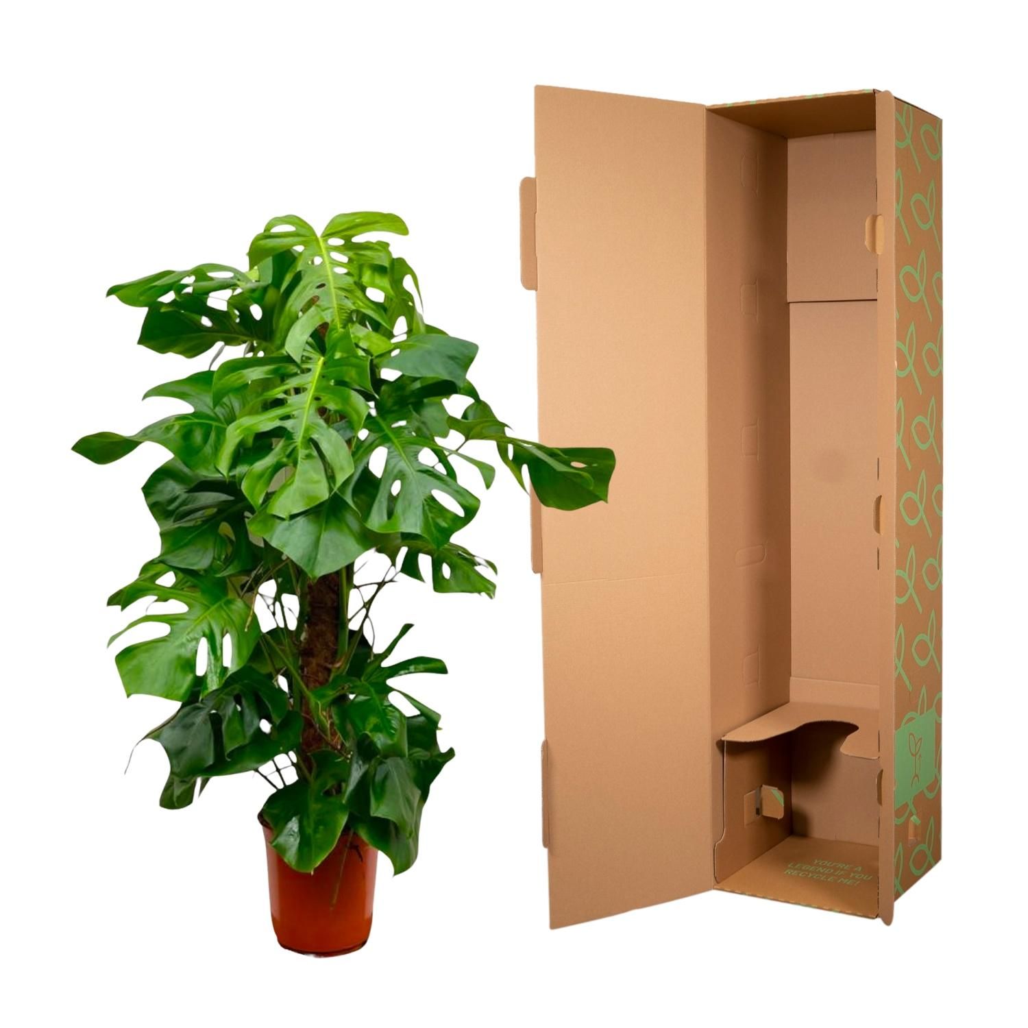 Monstera Deliciosa XXL - 150cm - ⌀27 (8721055693659)
