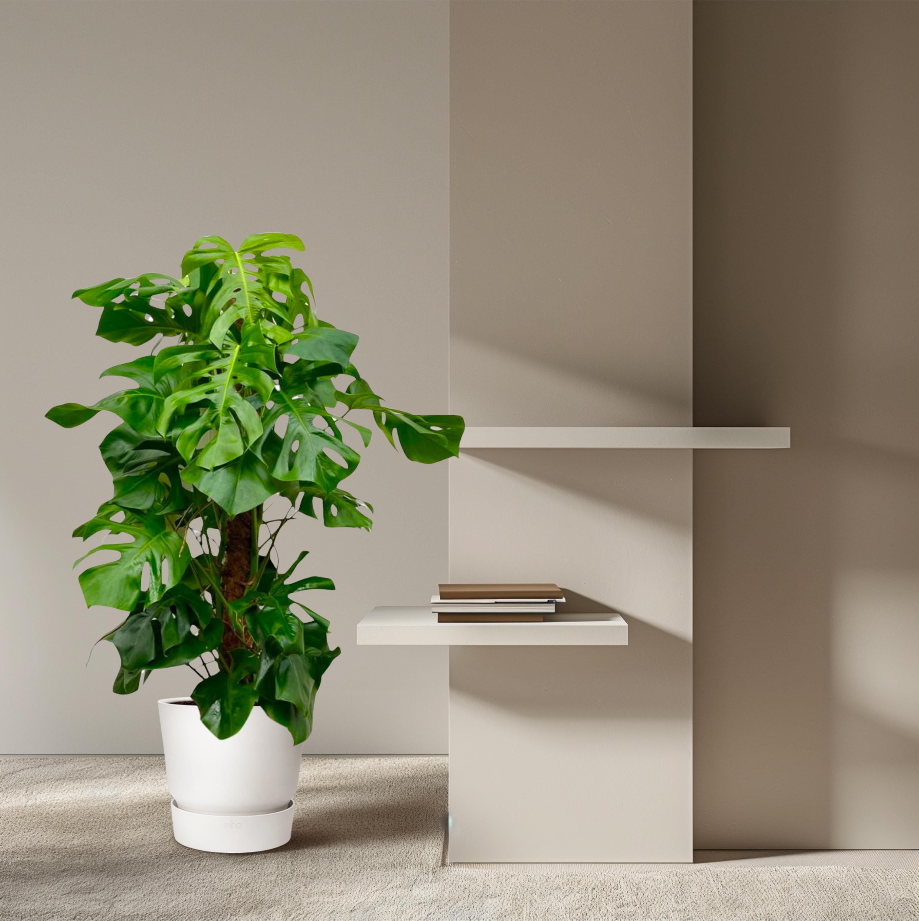 Monstera Deliciosa XXL - 150cm - ⌀27 (8721055693659)