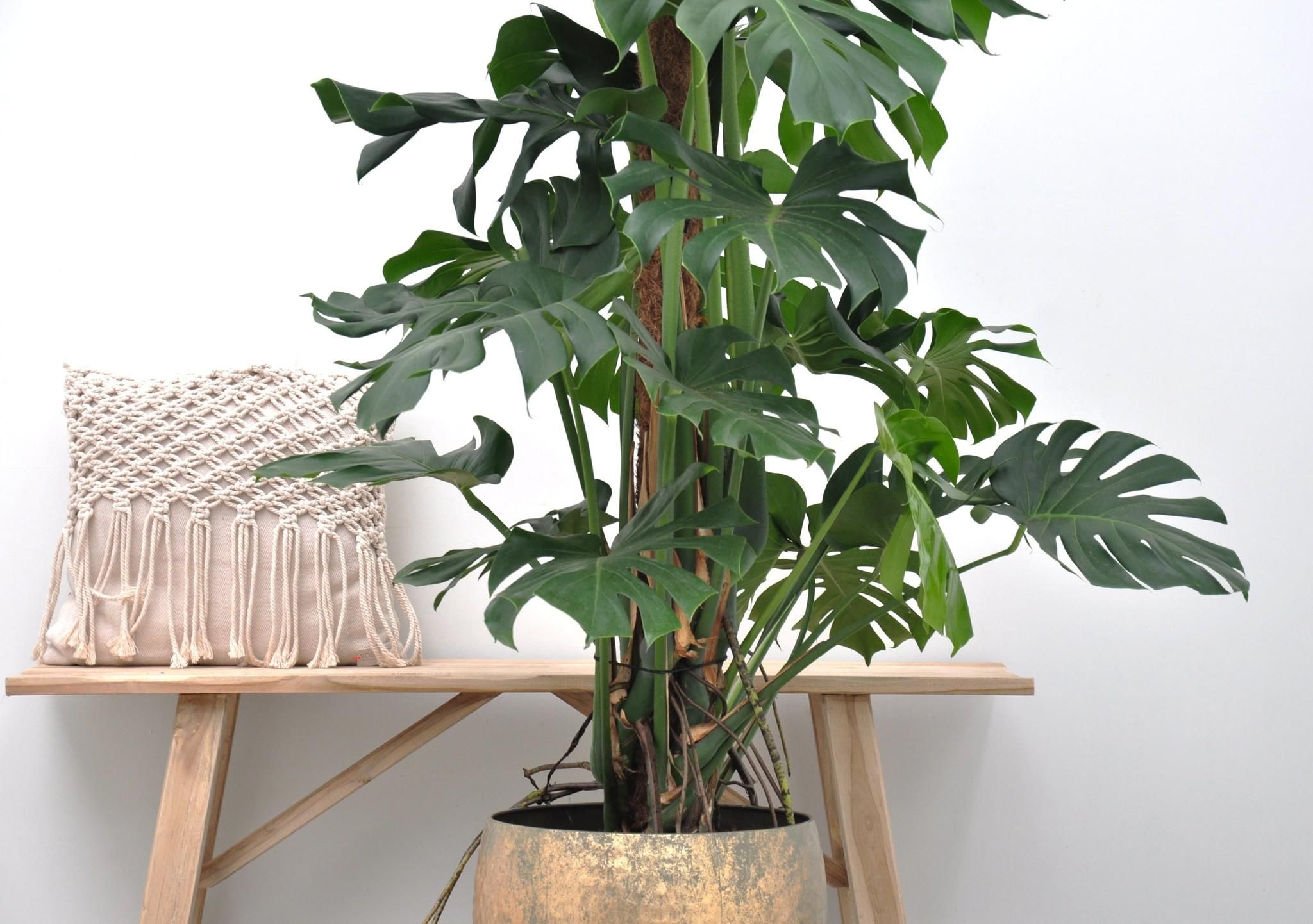 Monstera Deliciosa XXL - 150cm - ⌀27 (8721055693659)