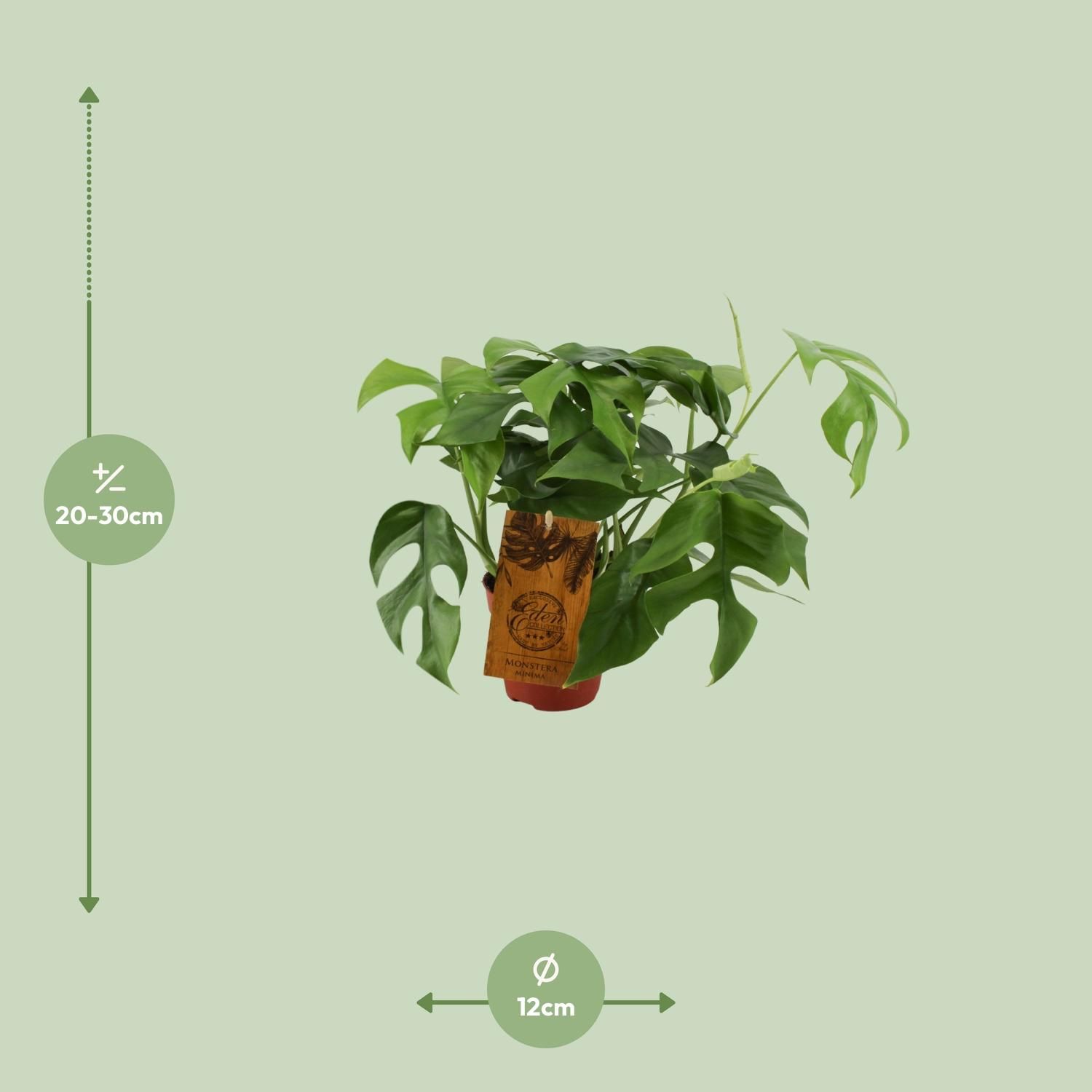 Monstera Minima (12904)