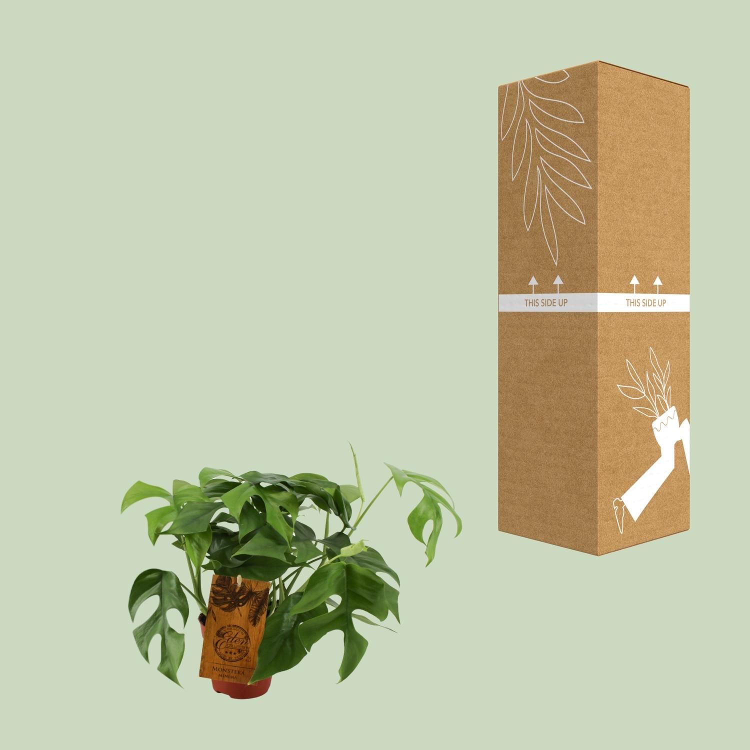 Monstera Minima (12904)