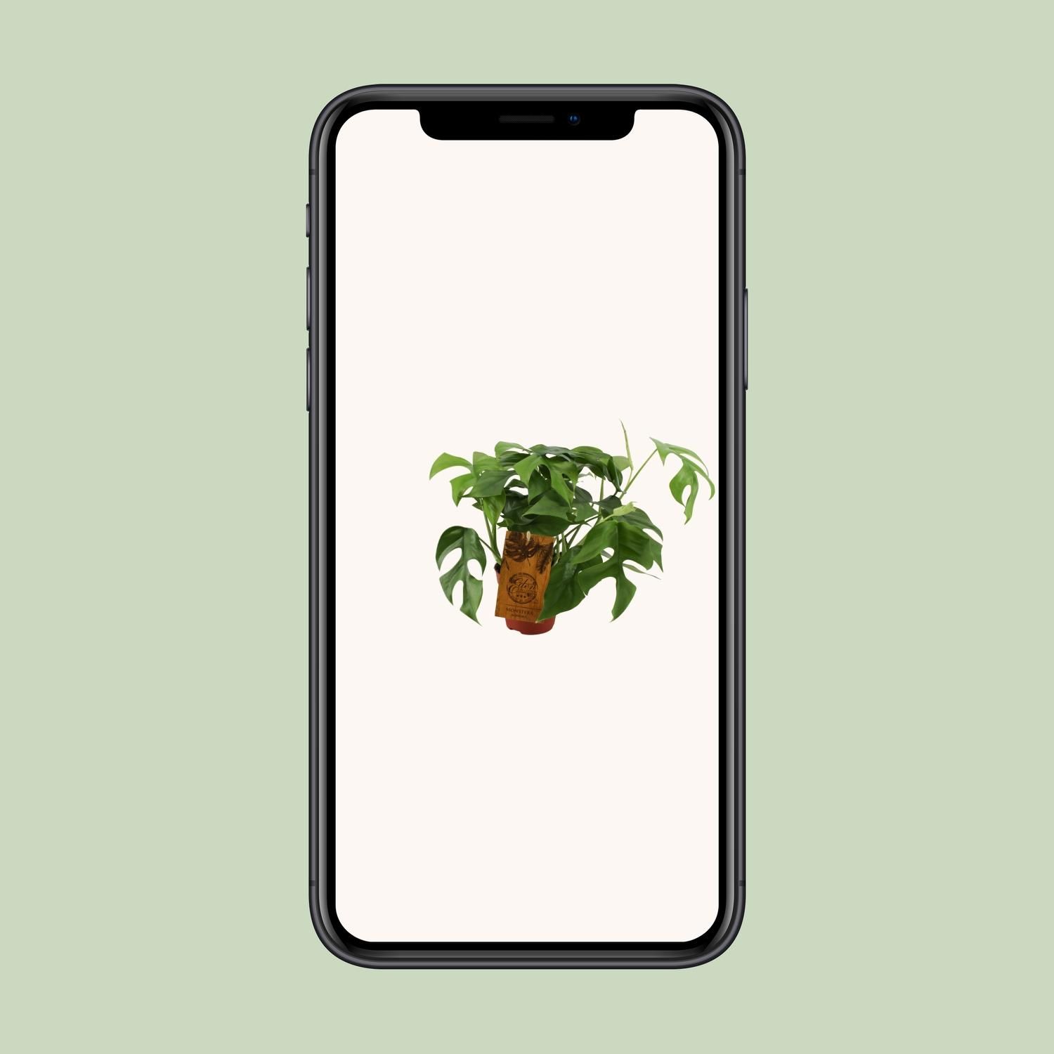Monstera Minima (12904)