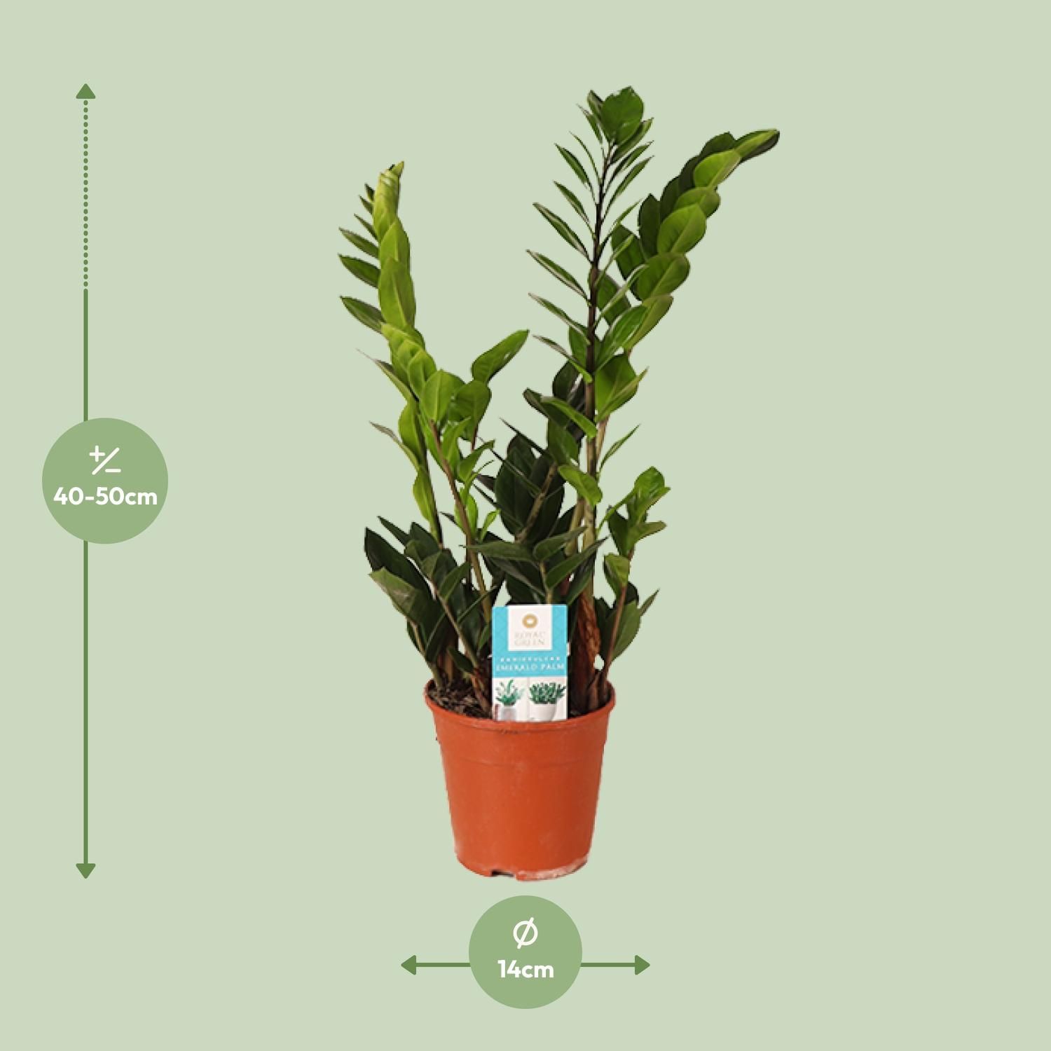 Zamioculcas Zamiifolia (15987)