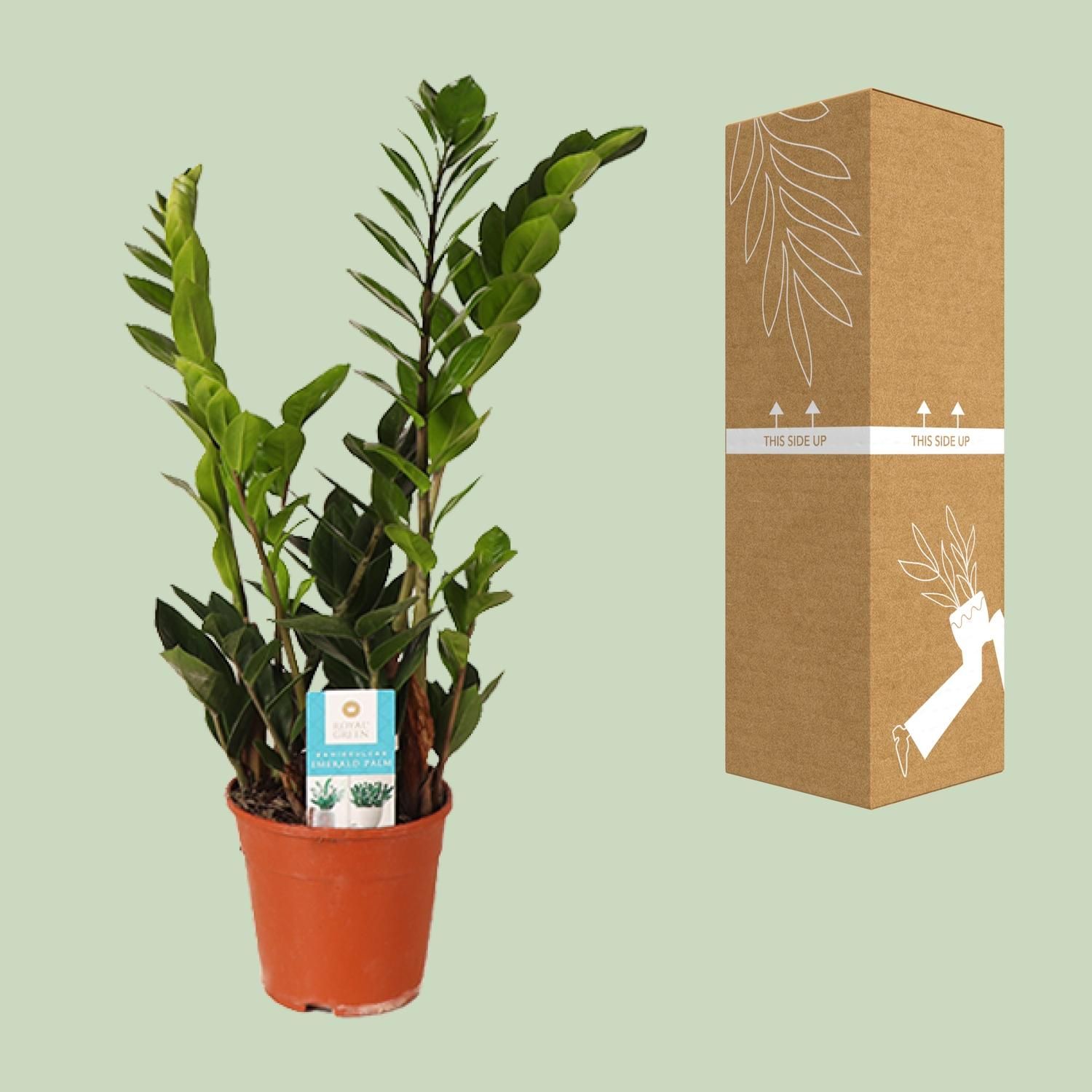 Zamioculcas Zamiifolia (15987)