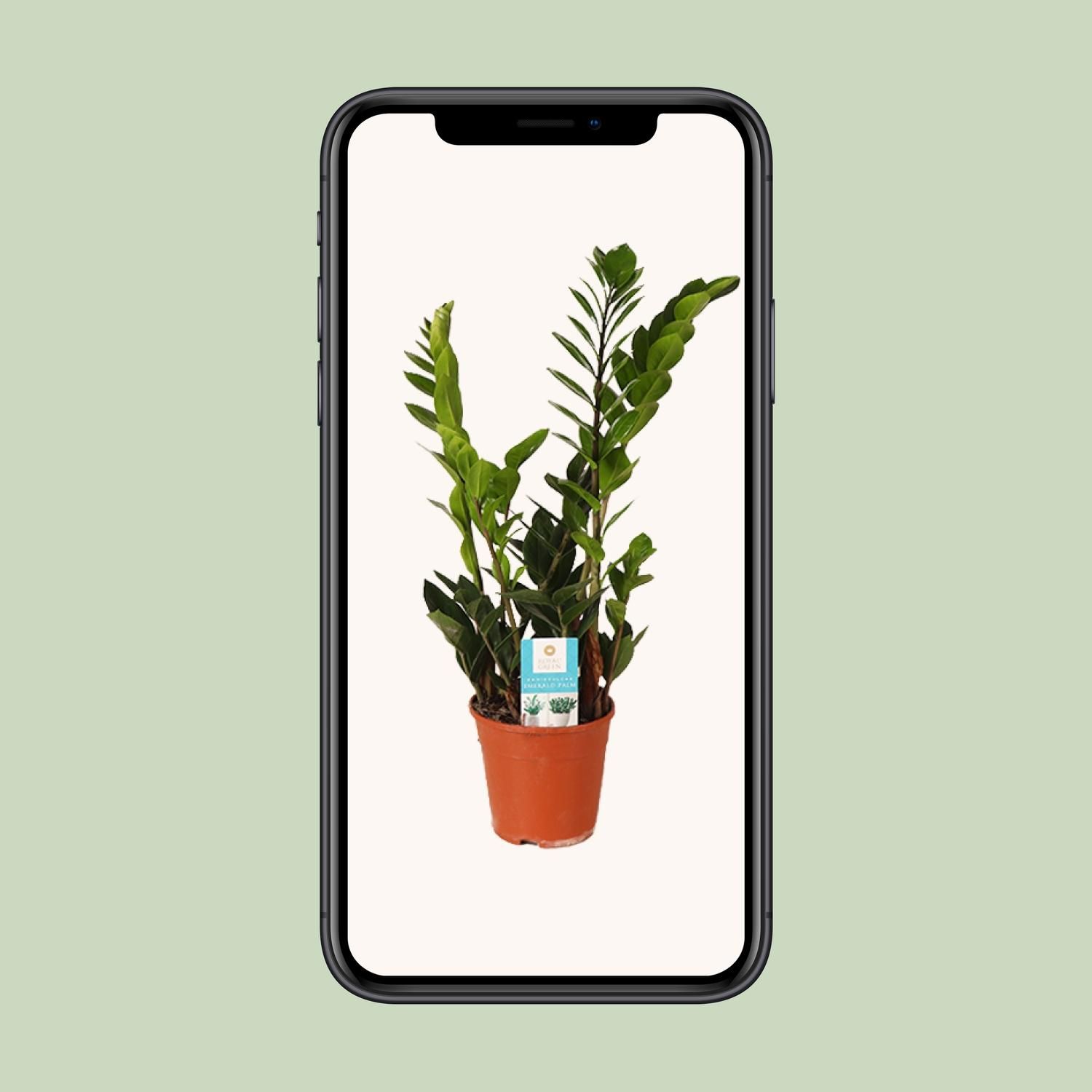 Zamioculcas Zamiifolia (15987)