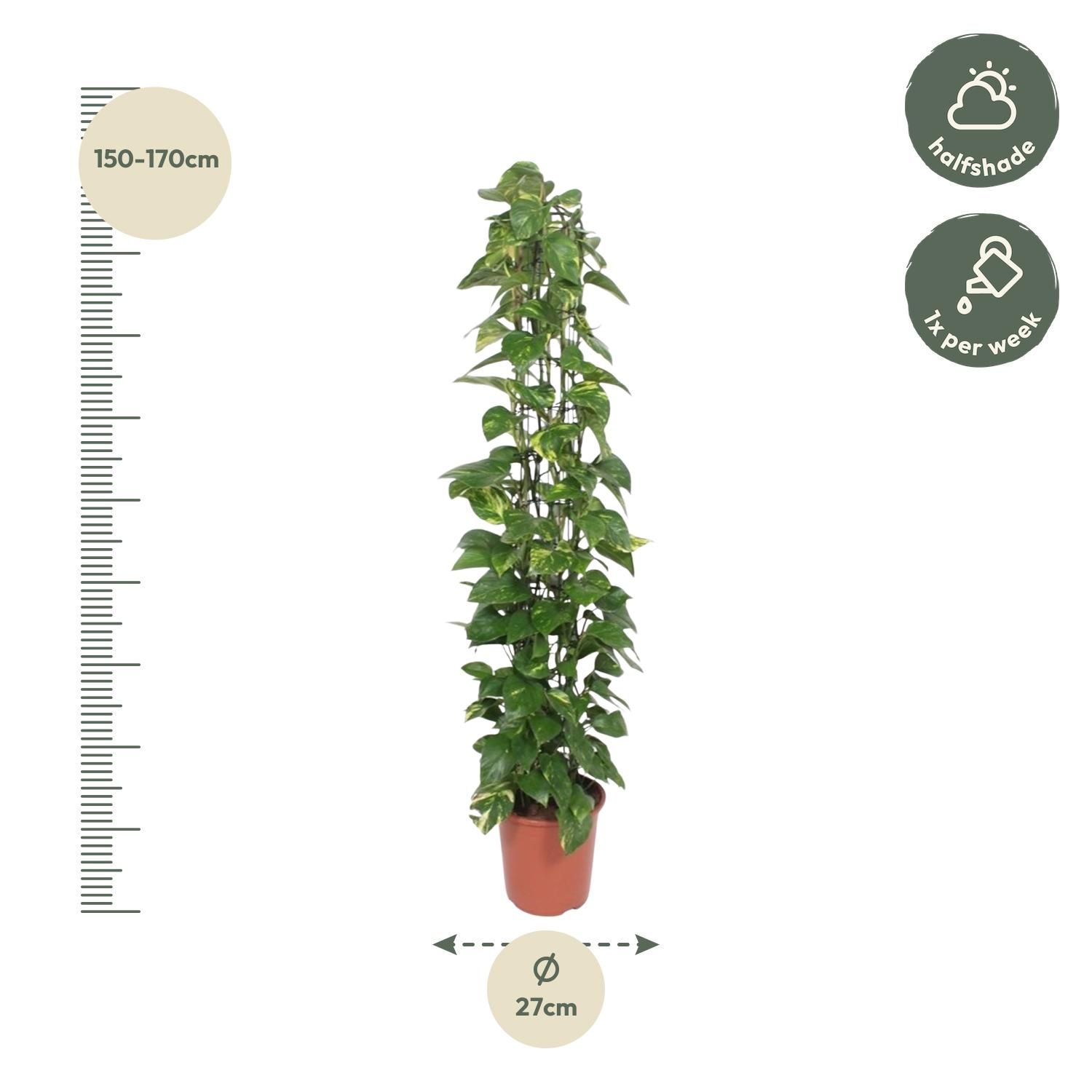 Epipremnum Aureum gaasrek - 160 cm - ø27 (8721055690542)