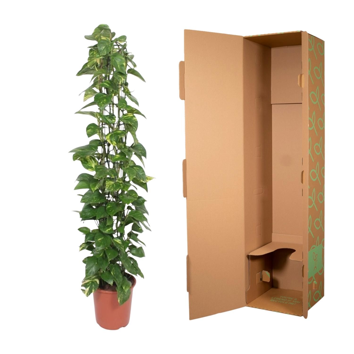 Epipremnum Aureum gaasrek - 160 cm - ø27 (8721055690542)