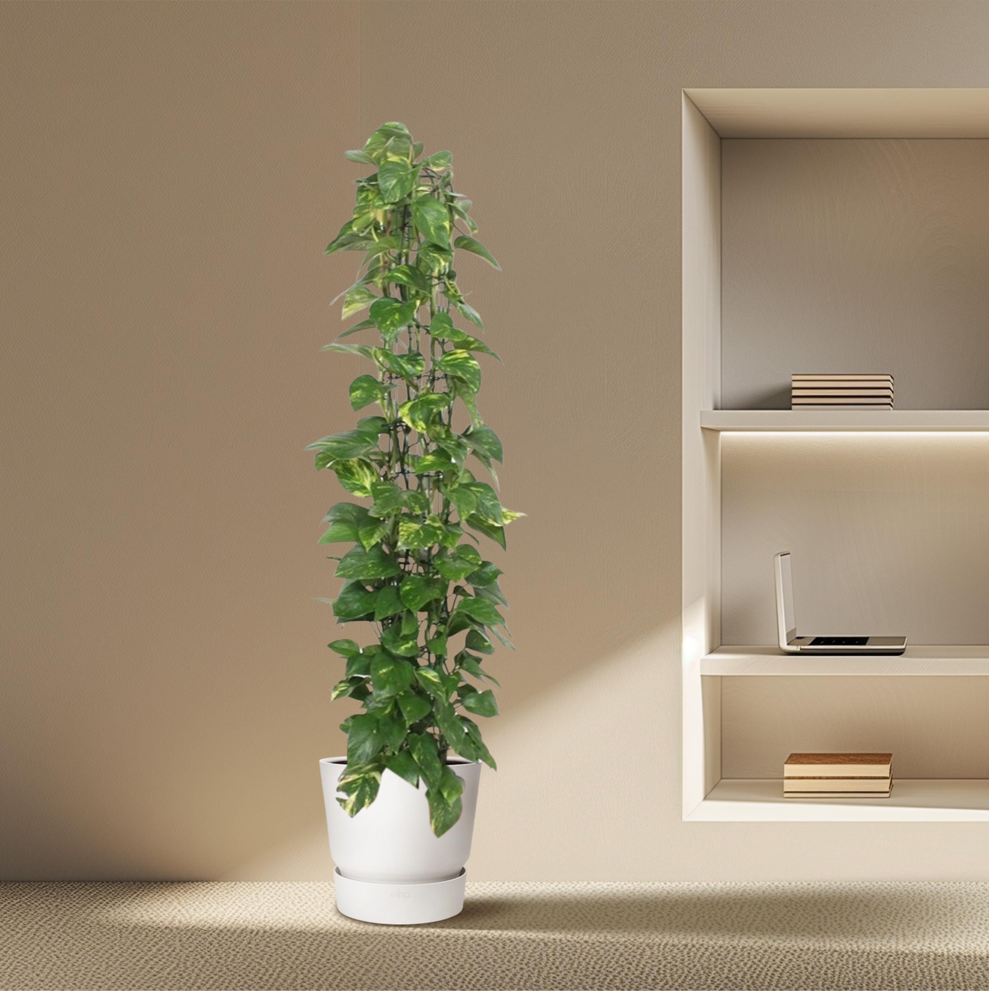 Epipremnum Aureum gaasrek - 160 cm - ø27 (8721055690542)