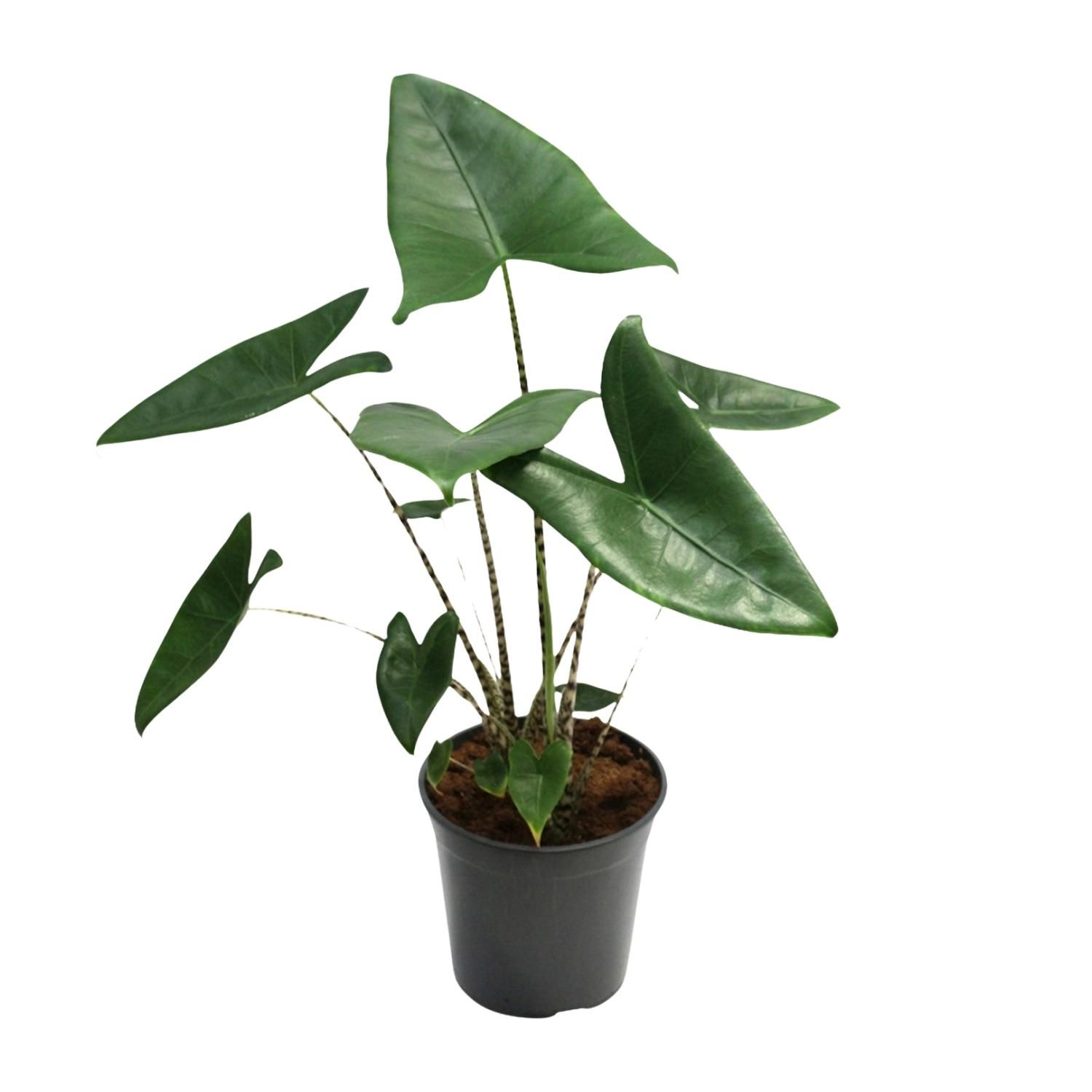 Alocasia Zebrina (18758)