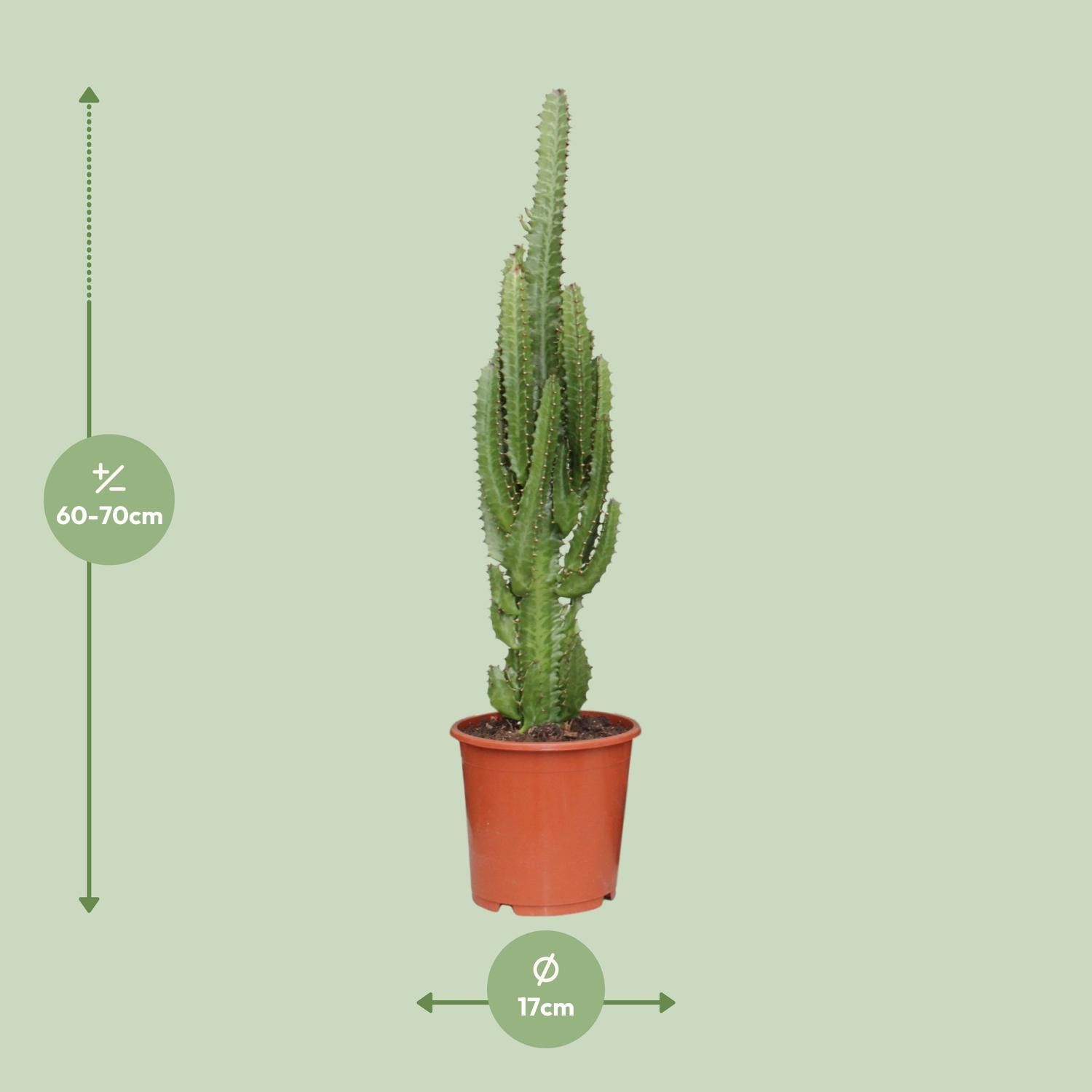 Euphorbia Trigona (21222)