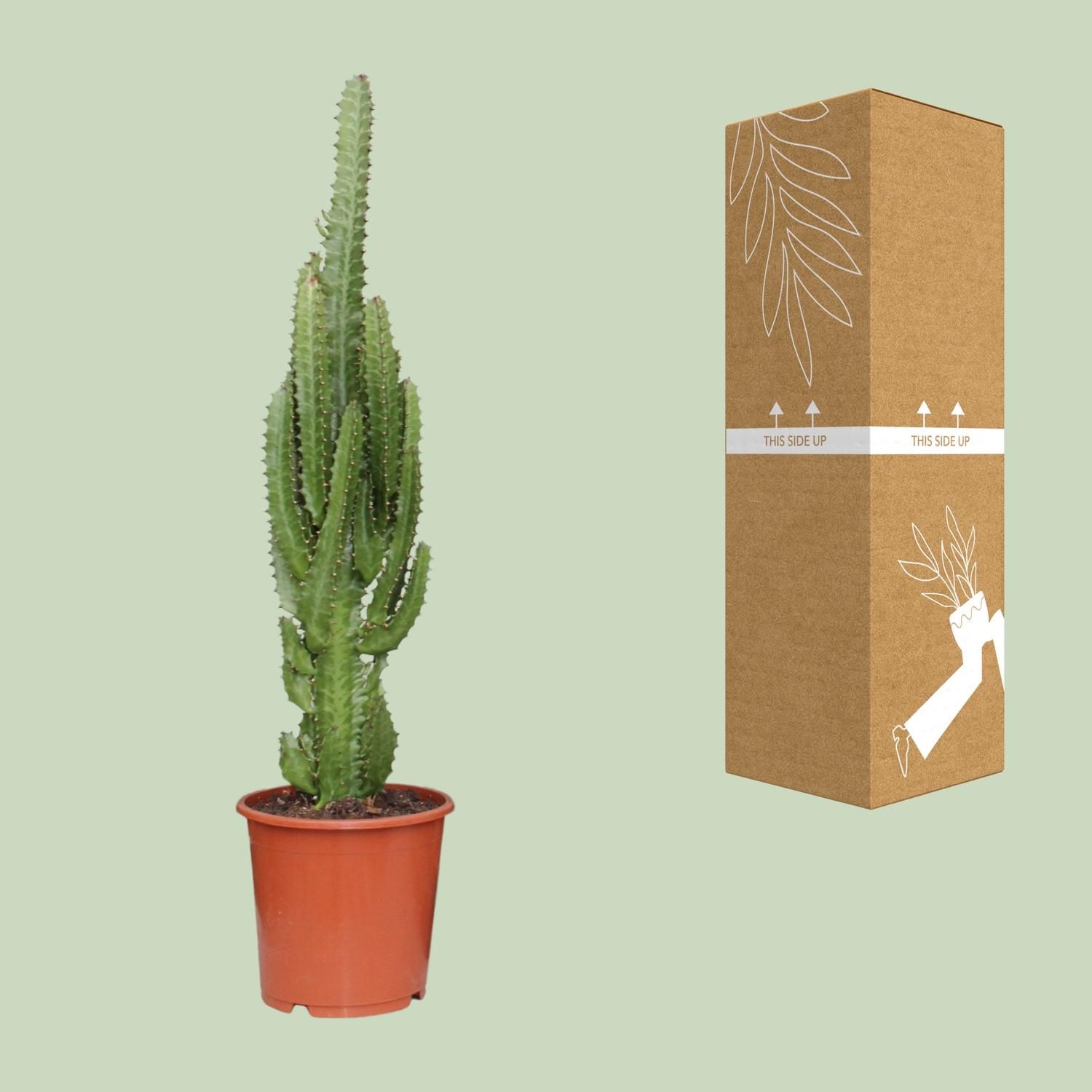 Euphorbia Trigona (21222)