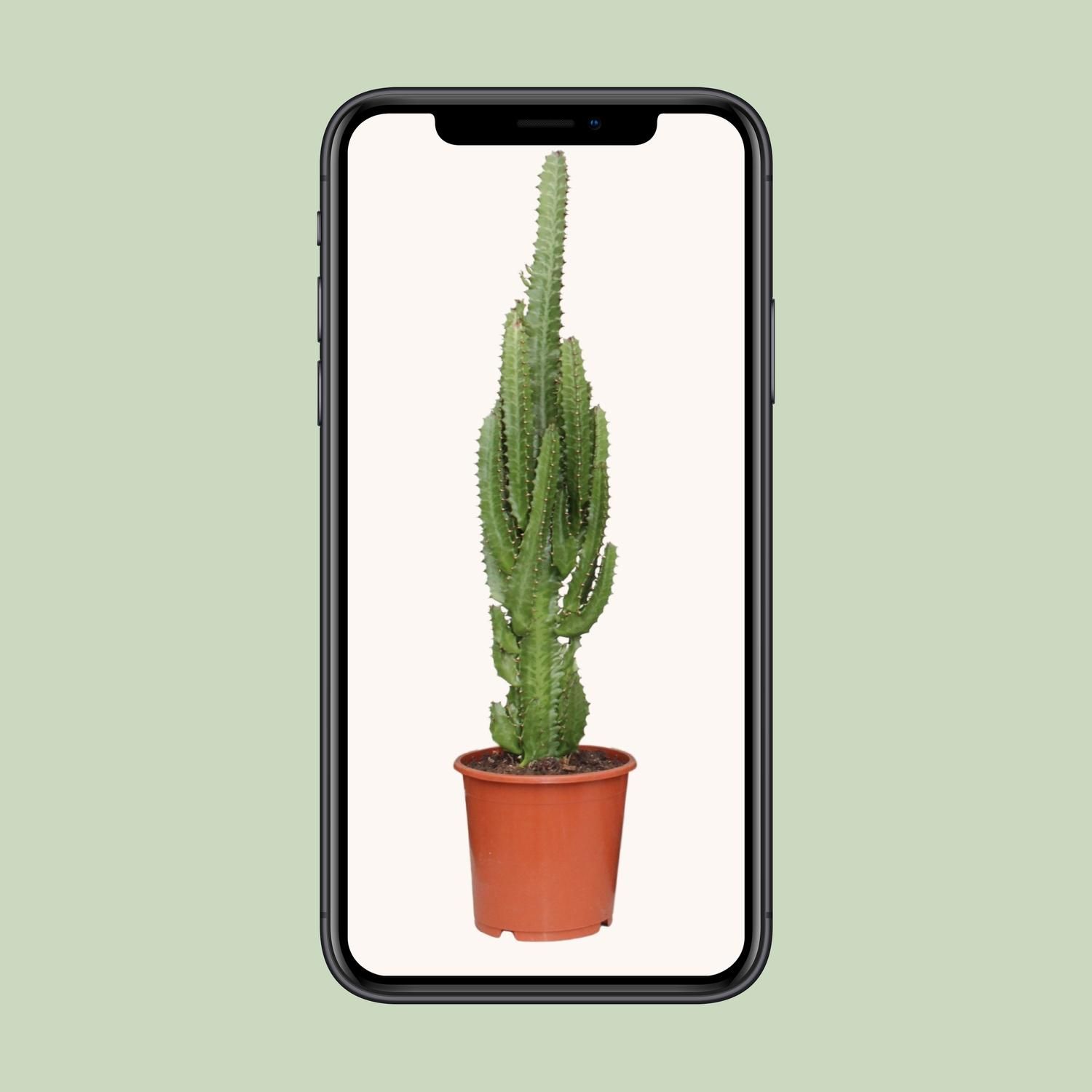 Euphorbia Trigona (21222)