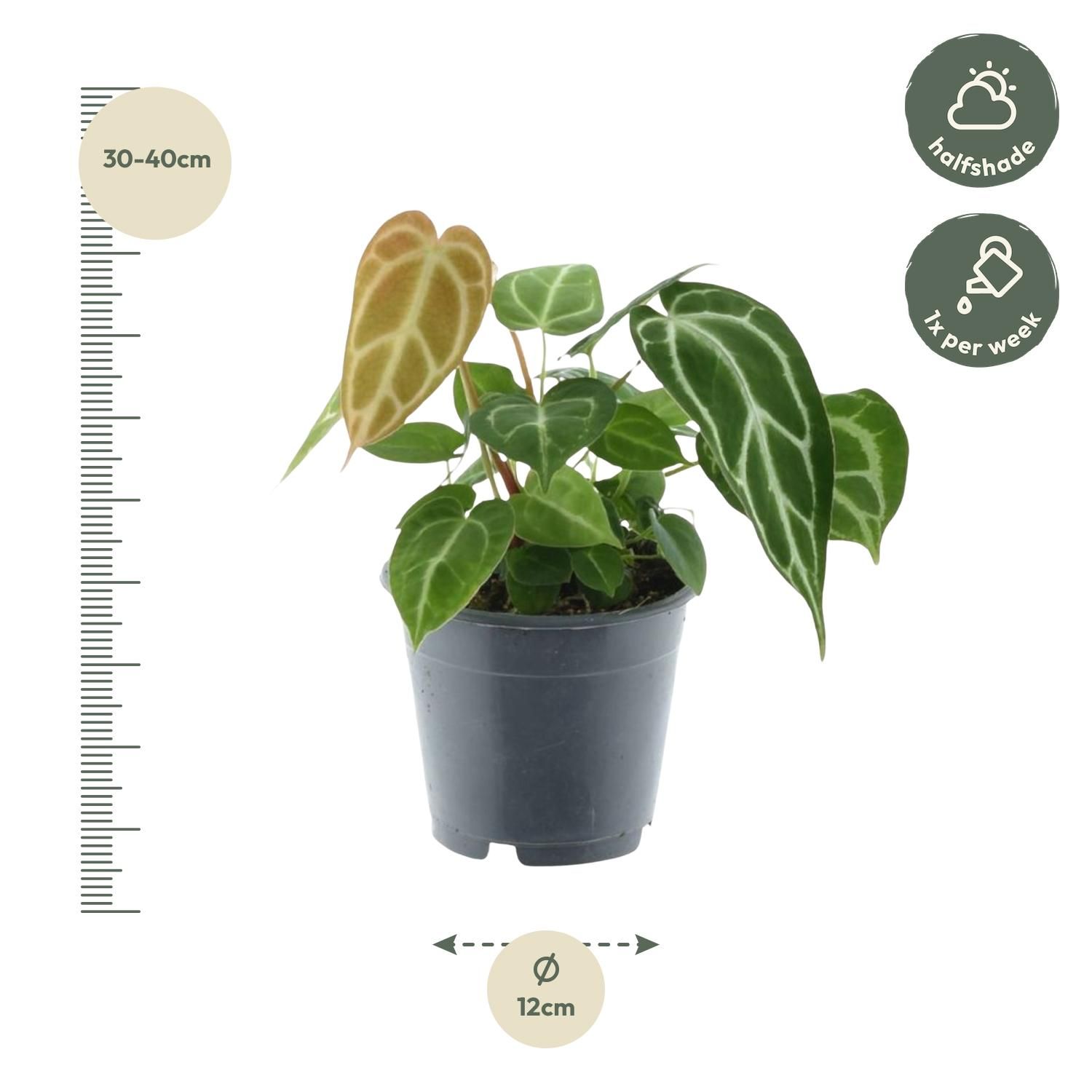 Anthurium Chrystallium - 35 cm - ø12 (8721081685154)