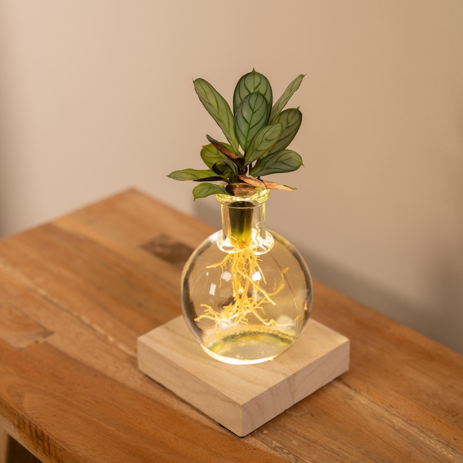 Calathea in Samoa glas met LED verlichting (8720634287401)