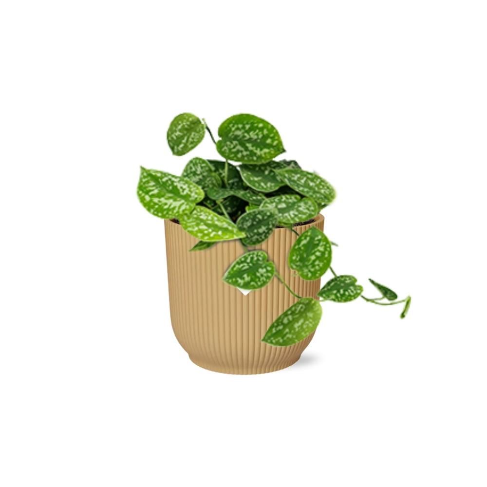 Scindapsus Pictus ‘Argyraeus’ in ELHO Vibes Fold 14cm geel (21683)