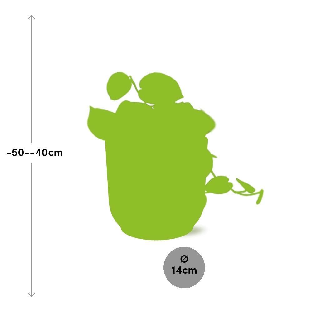 Scindapsus Pictus ‘Argyraeus’ in ELHO Vibes Fold 14cm geel (21683)