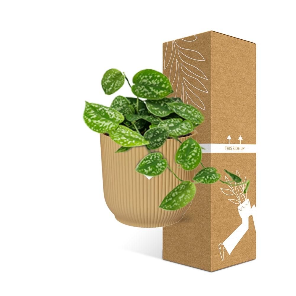 Scindapsus Pictus ‘Argyraeus’ in ELHO Vibes Fold 14cm geel (21683)