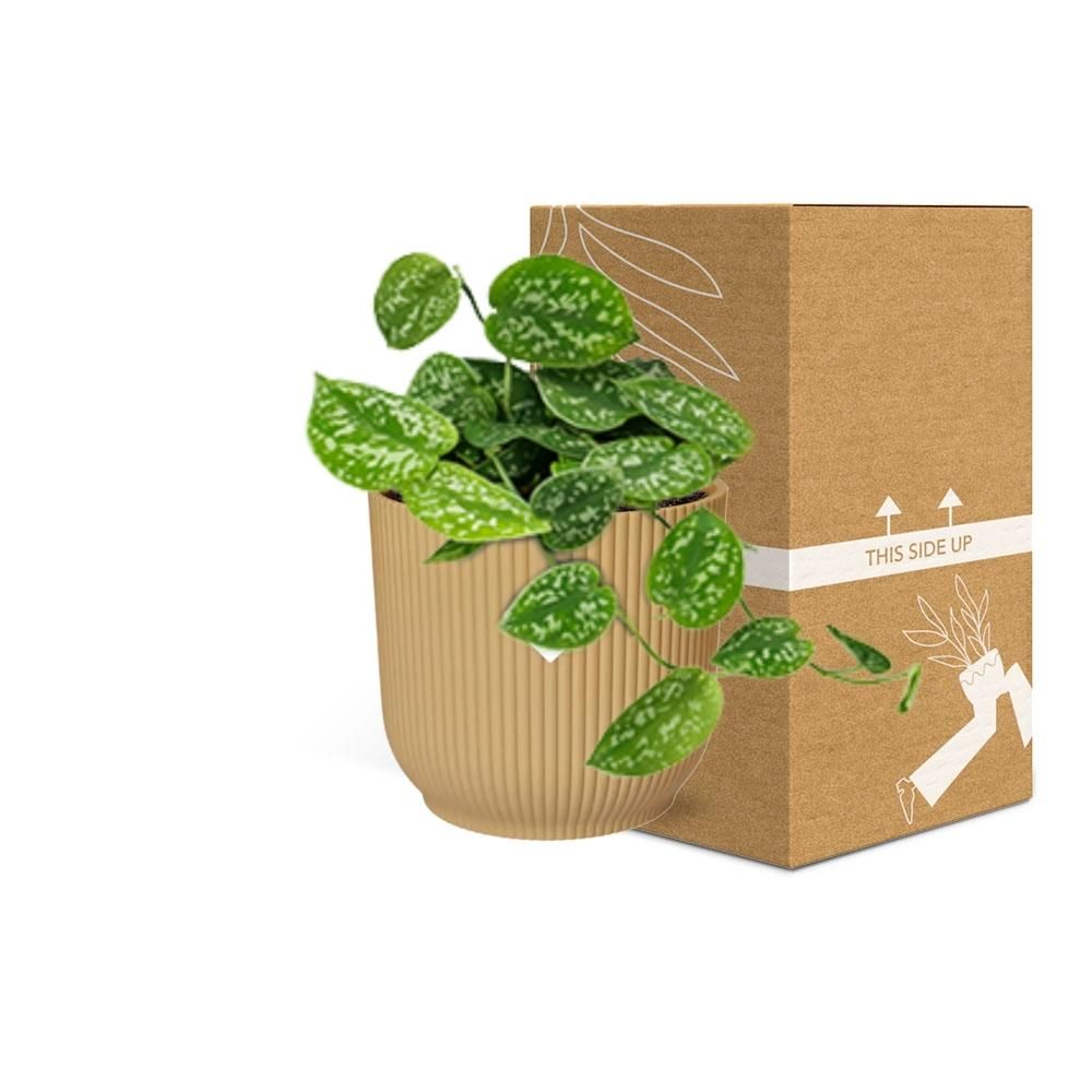 Scindapsus Pictus ‘Argyraeus’ in ELHO Vibes Fold 14cm geel (21683)
