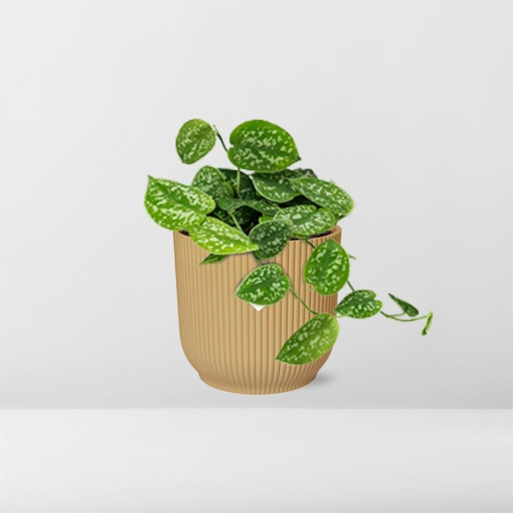 Scindapsus Pictus ‘Argyraeus’ in ELHO Vibes Fold 14cm geel (21683)