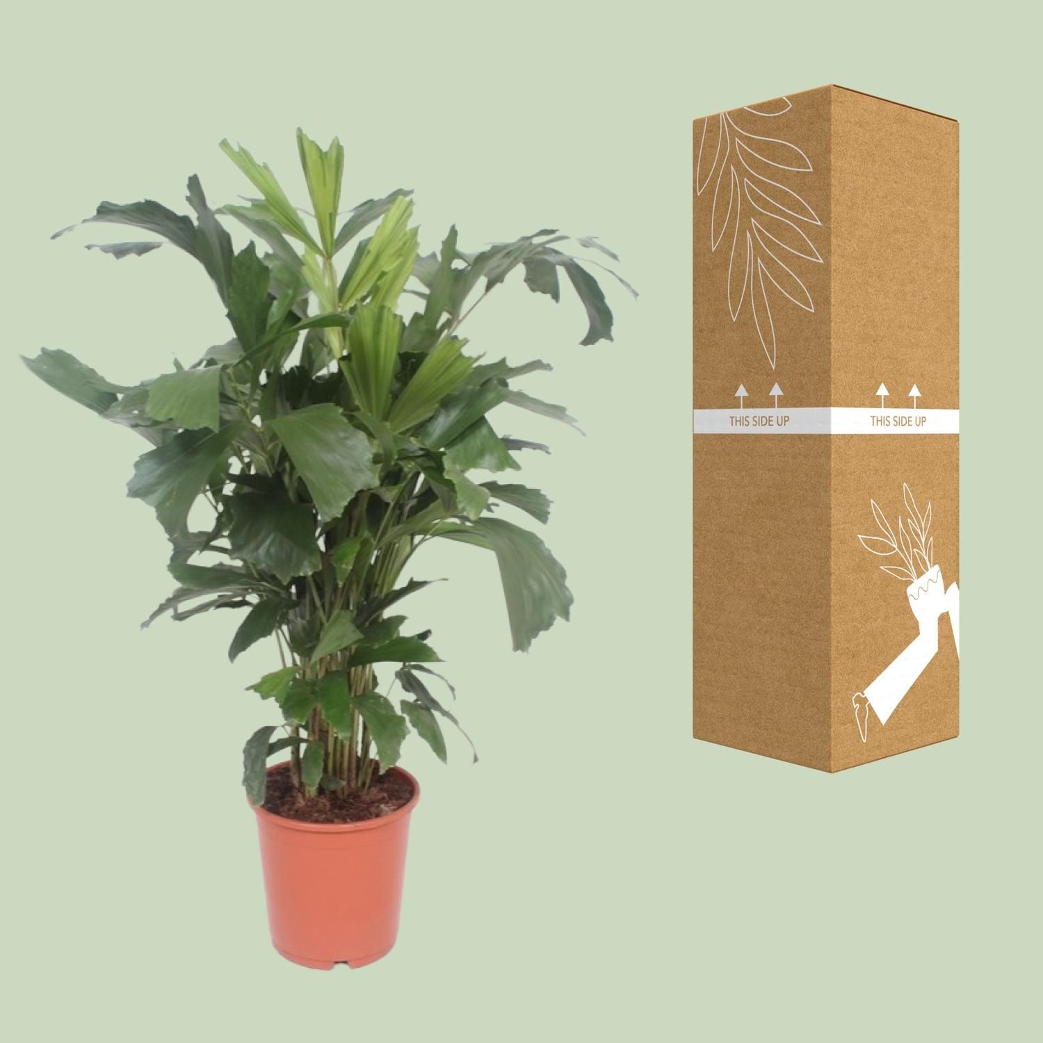Caryota Mitis (10125)