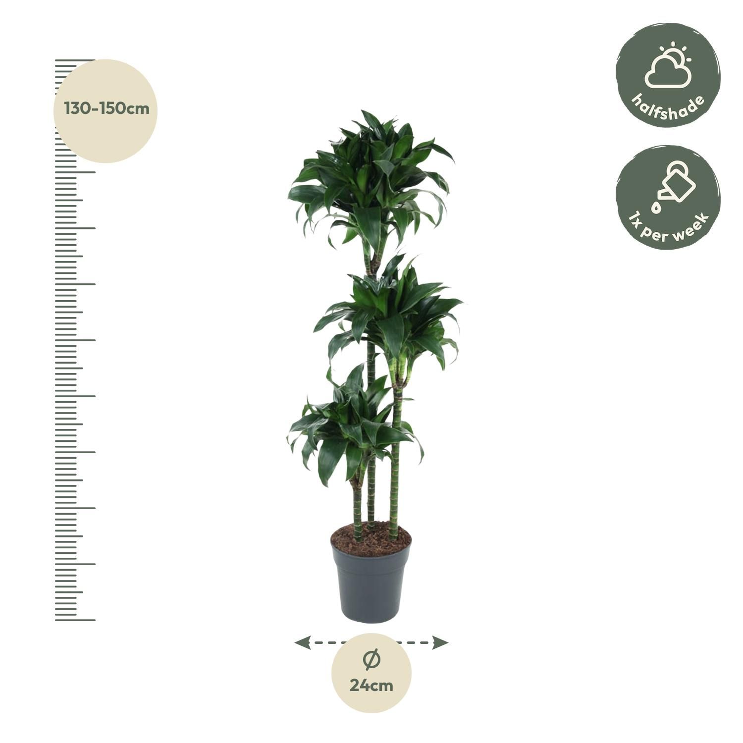 Dracaena Tatuade - 140 cm - ø24 (8721055692690)
