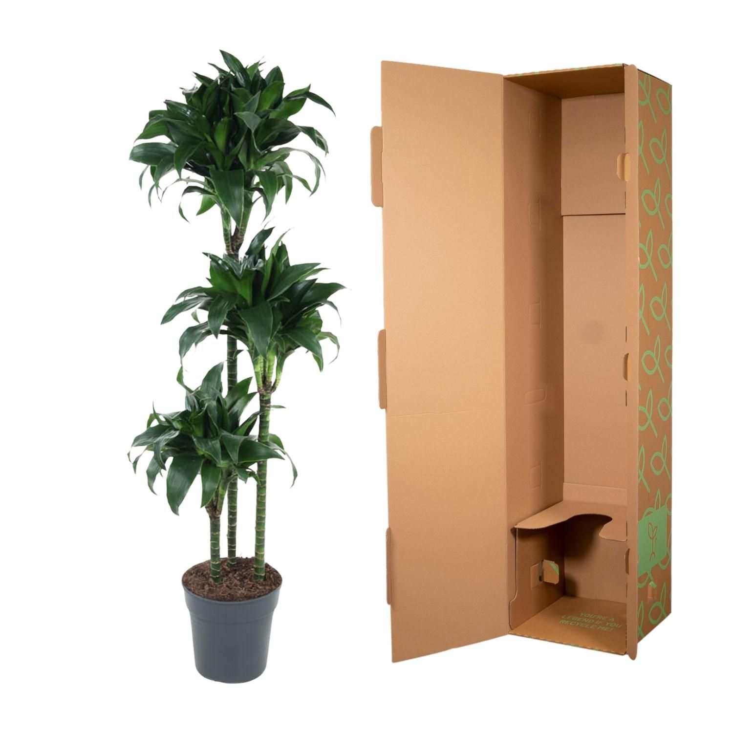 Dracaena Tatuade - 140 cm - ø24 (8721055692690)
