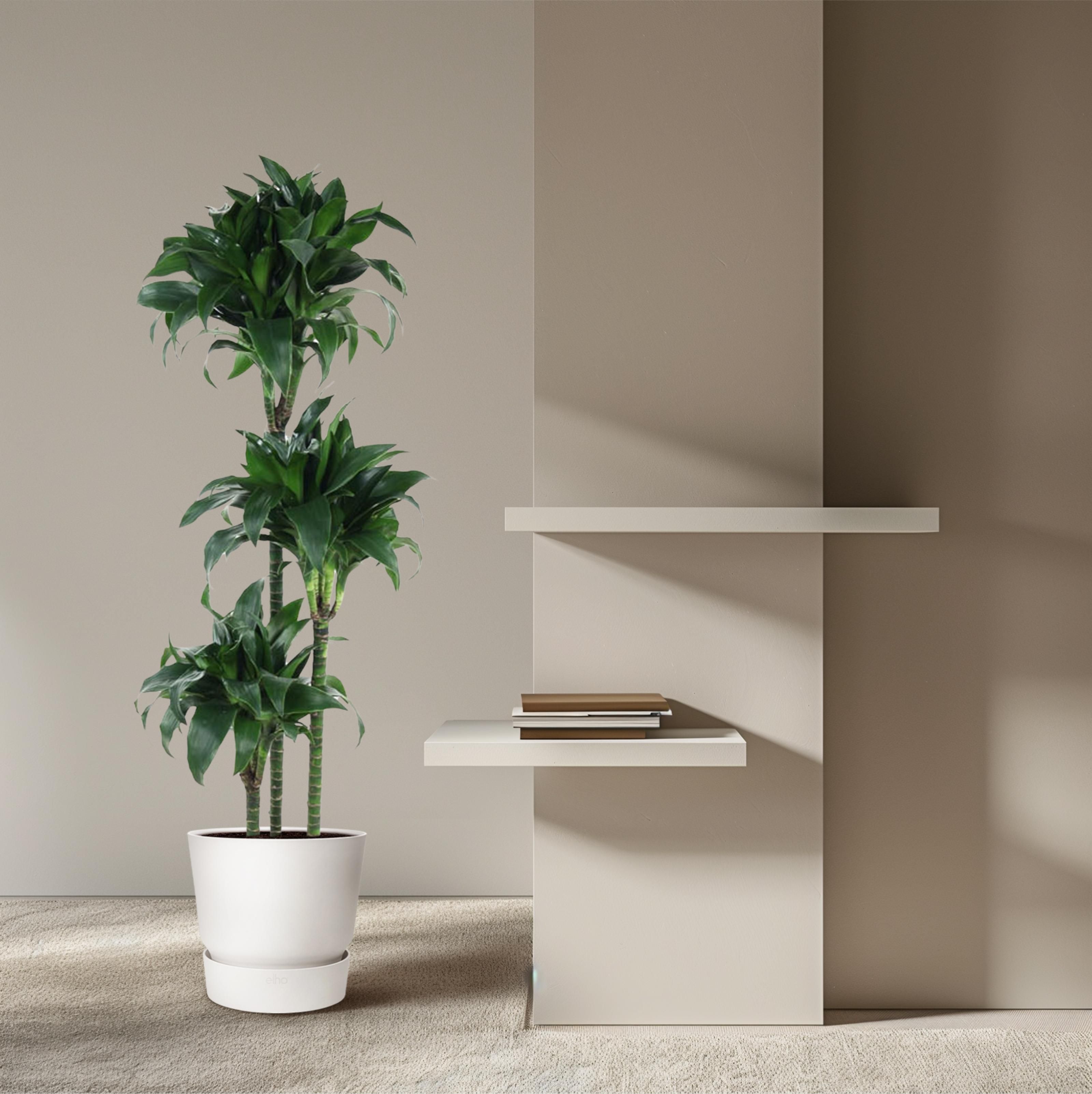 Dracaena Tatuade - 140 cm - ø24 (8721055692690)
